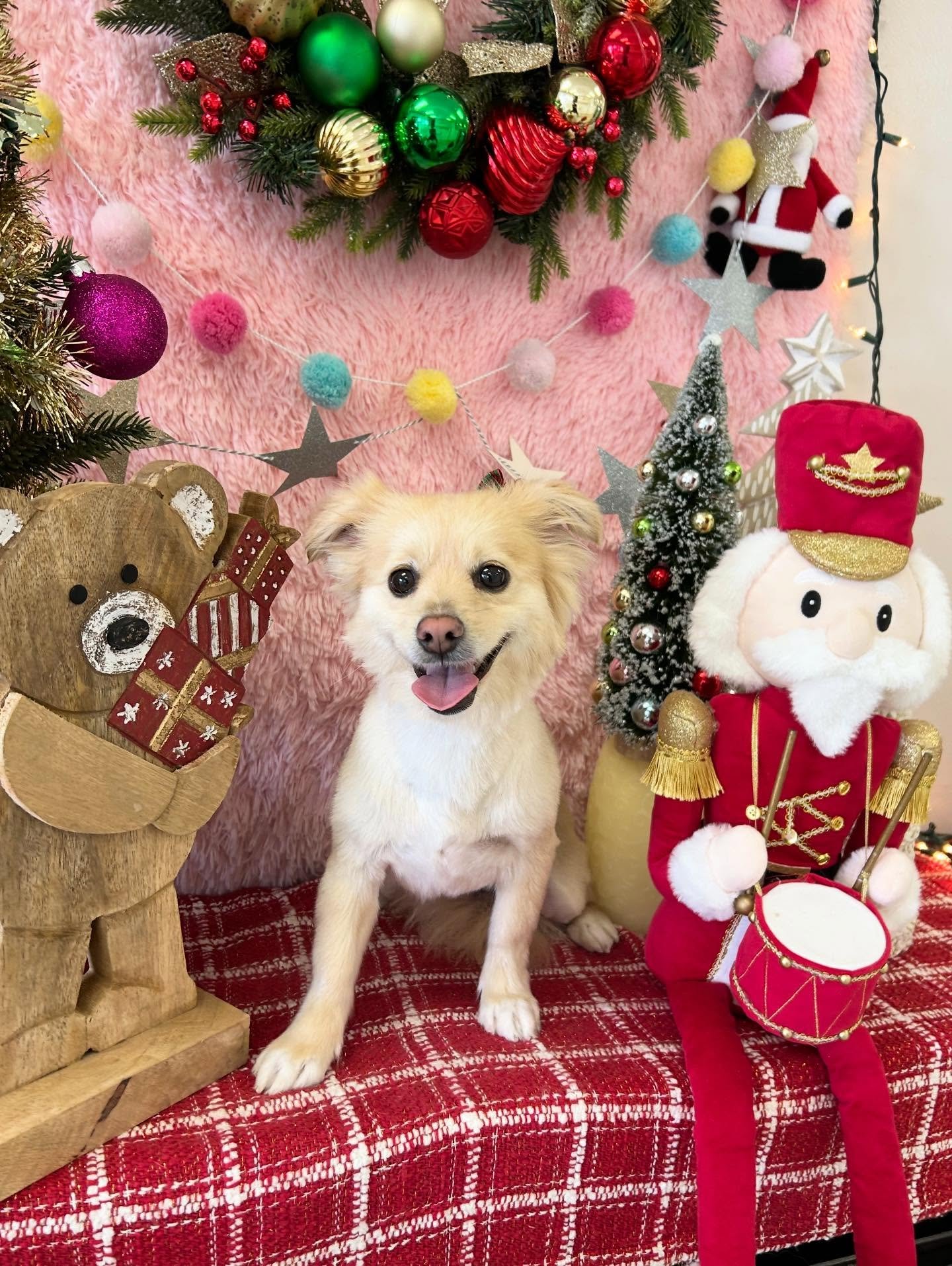 🎄✨Merry and bright with this little cutie Belle by our side 😖🐾

#TerrierMix #CuteDog #DogSmile #CutePup #PrettyFog #TorranceGroomer #LAgroomer
