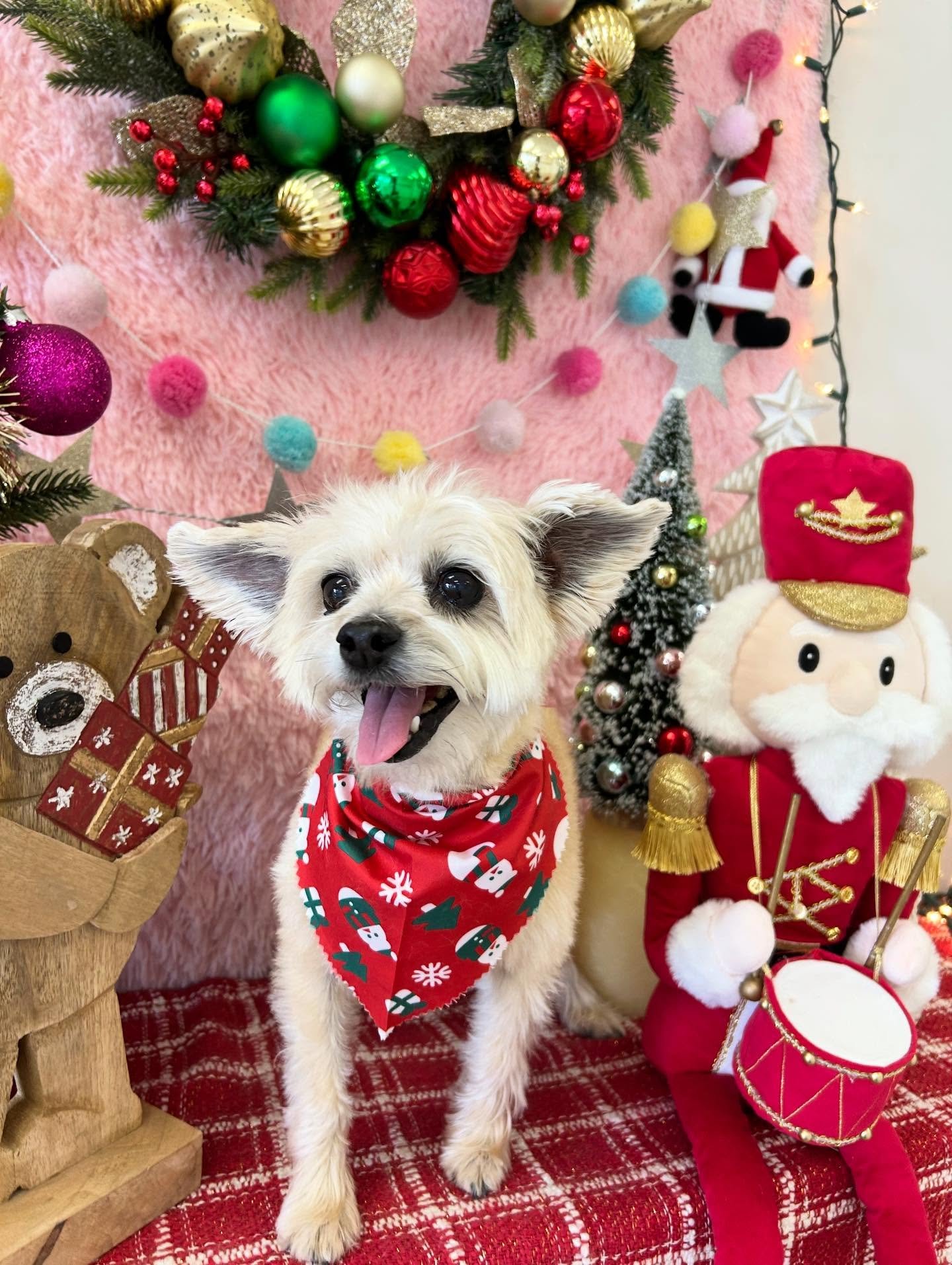 ❄️✨Daisy is small with big personality! Her cuteness is unstoppable 💕🐾

#TerrierMix #CuteDog #CutePup #Fun #LaGroomer #TorranceGroomer