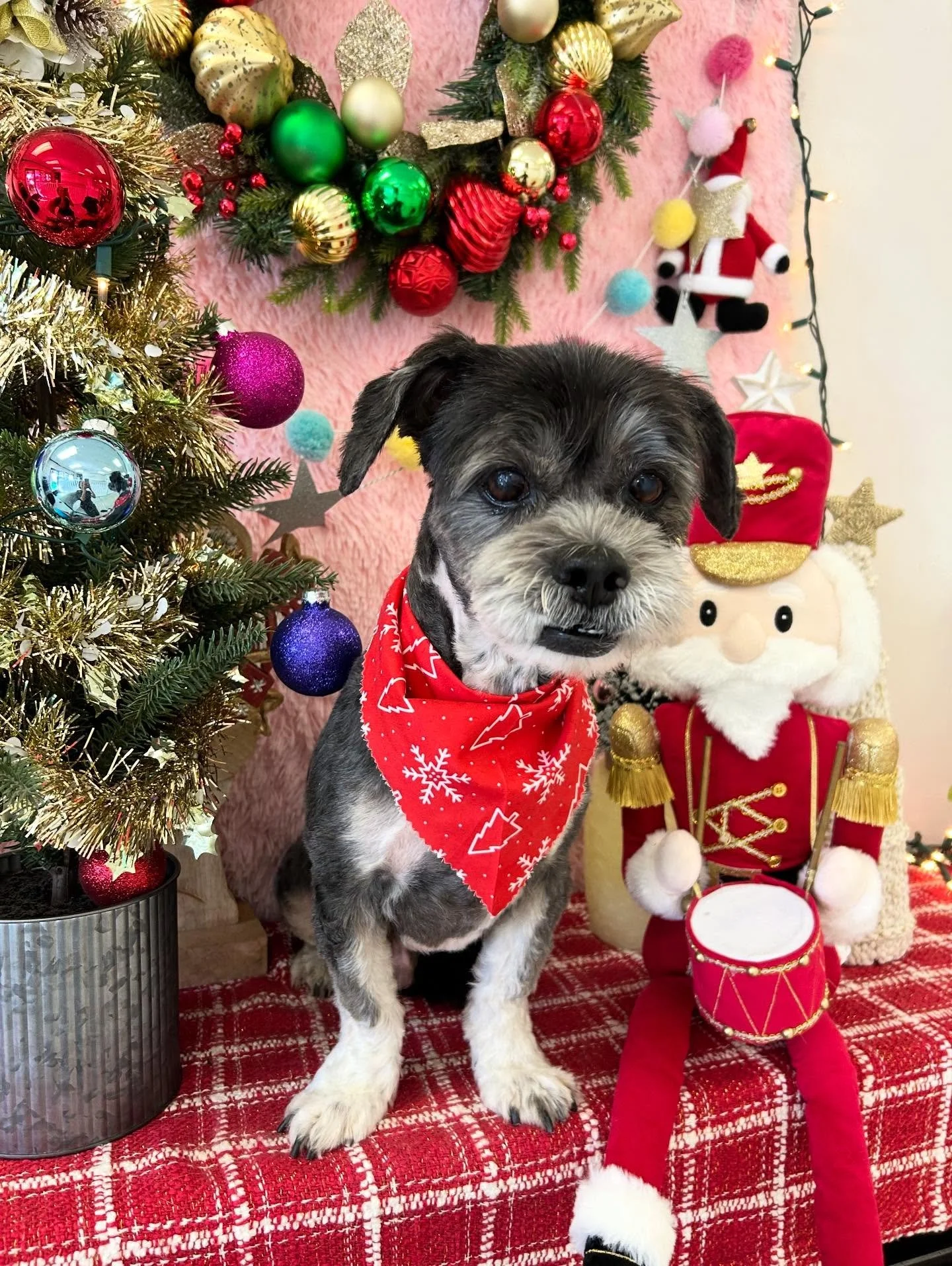 ❄️🐾Santa and Oliver became best friends! Why? Because Oliver is toooo cute to be true ✨💕

#CuteDog #SweetDog #HandsomePup #cutepup #TorranceGroomer #LAGroomer