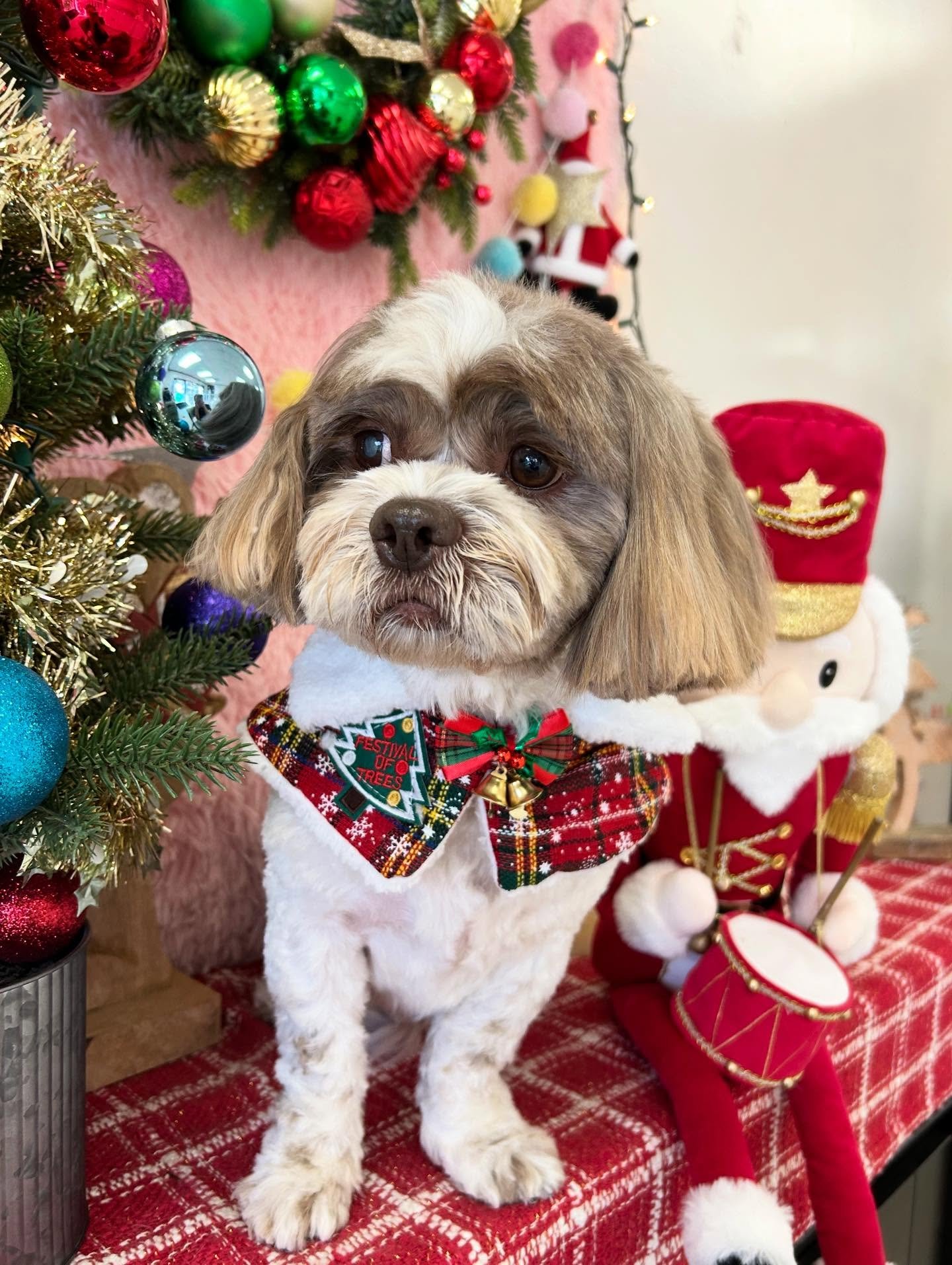 🎀✨Coco always looks stunning 😍 So sweet can&rsquo;t get enough of Coco 🤗🐾

#Coco #ShihTzu #DogLove #DogGroomer #LAGroomer #TorranceGroomer