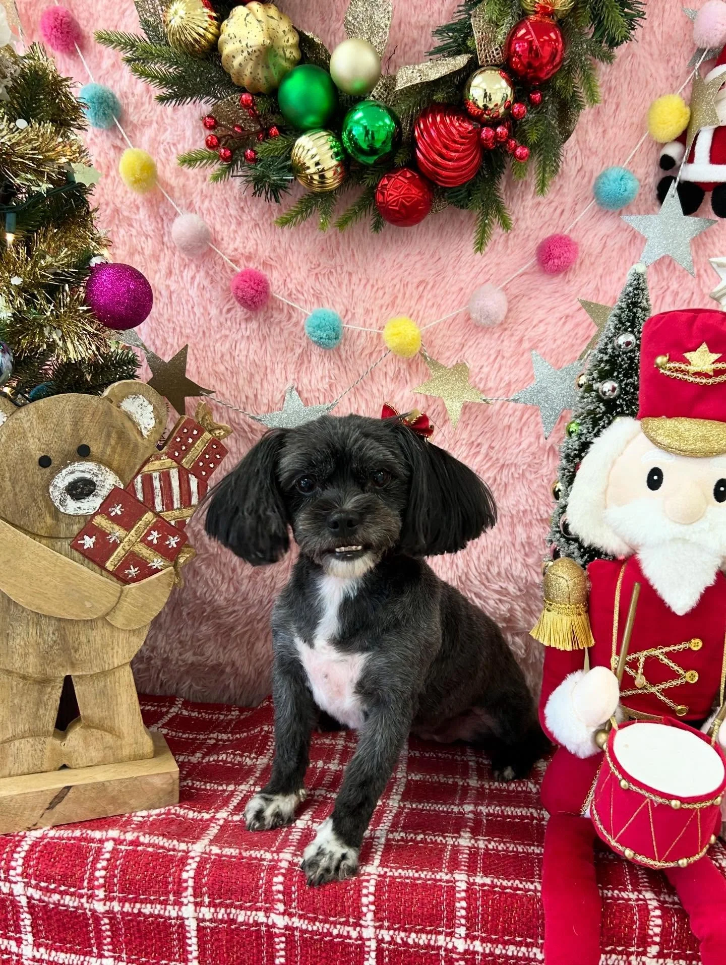 🎀✨Pepper has little face and shiny coat= instant love 💕

#Terrier #DogLove #cutepup #torrancegroomer #lagroomer #doggrooming #grooming