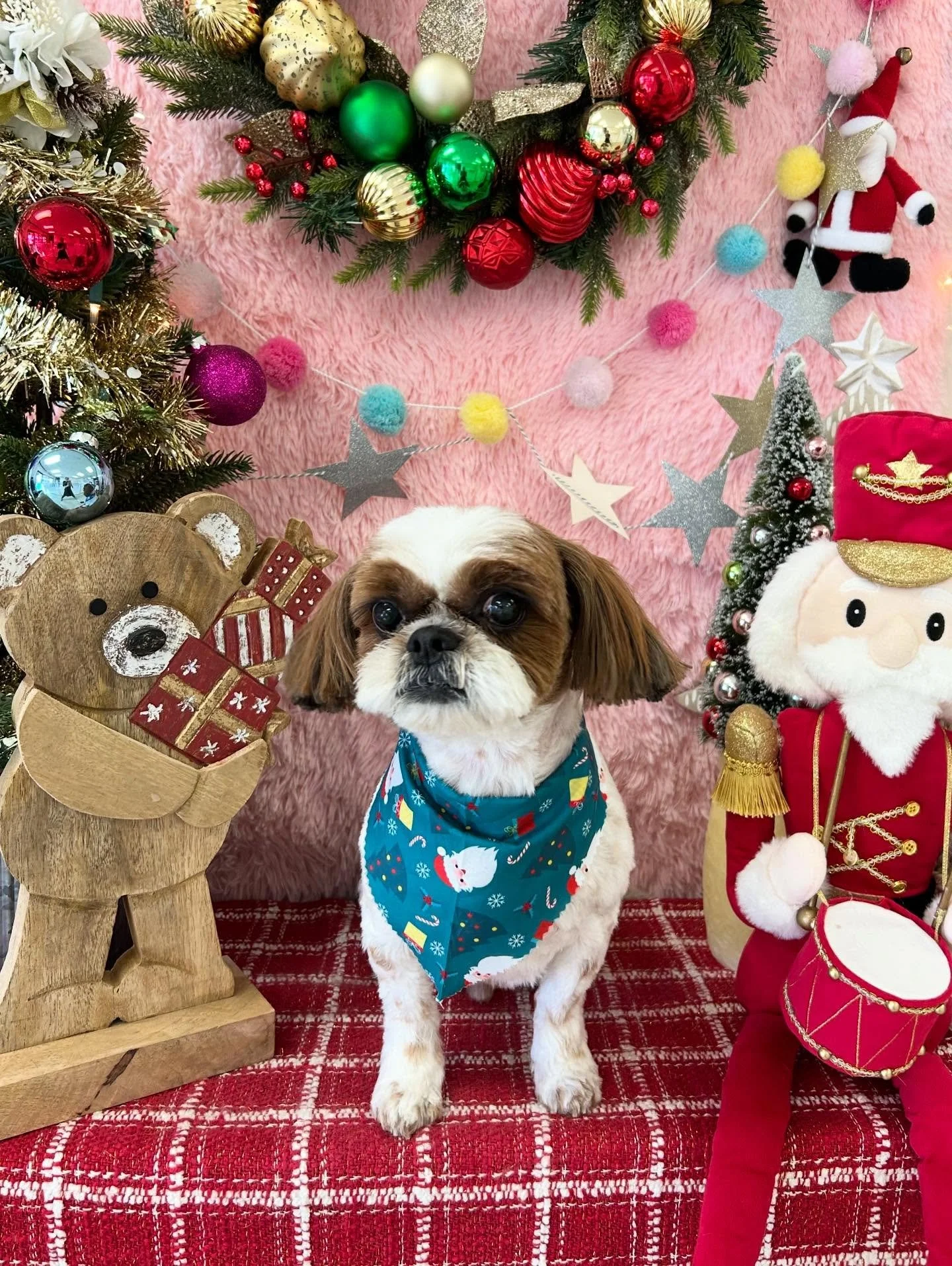 💕✨ShihTzu=Love and Alfie=Giving everybody Happiness 💖🐾 Too cute can&rsquo;t wait to see you again 😖🥰

#ShihTzu #CuteDog #DogLove #SweetDog #TorranceGroomer #LAGroomer