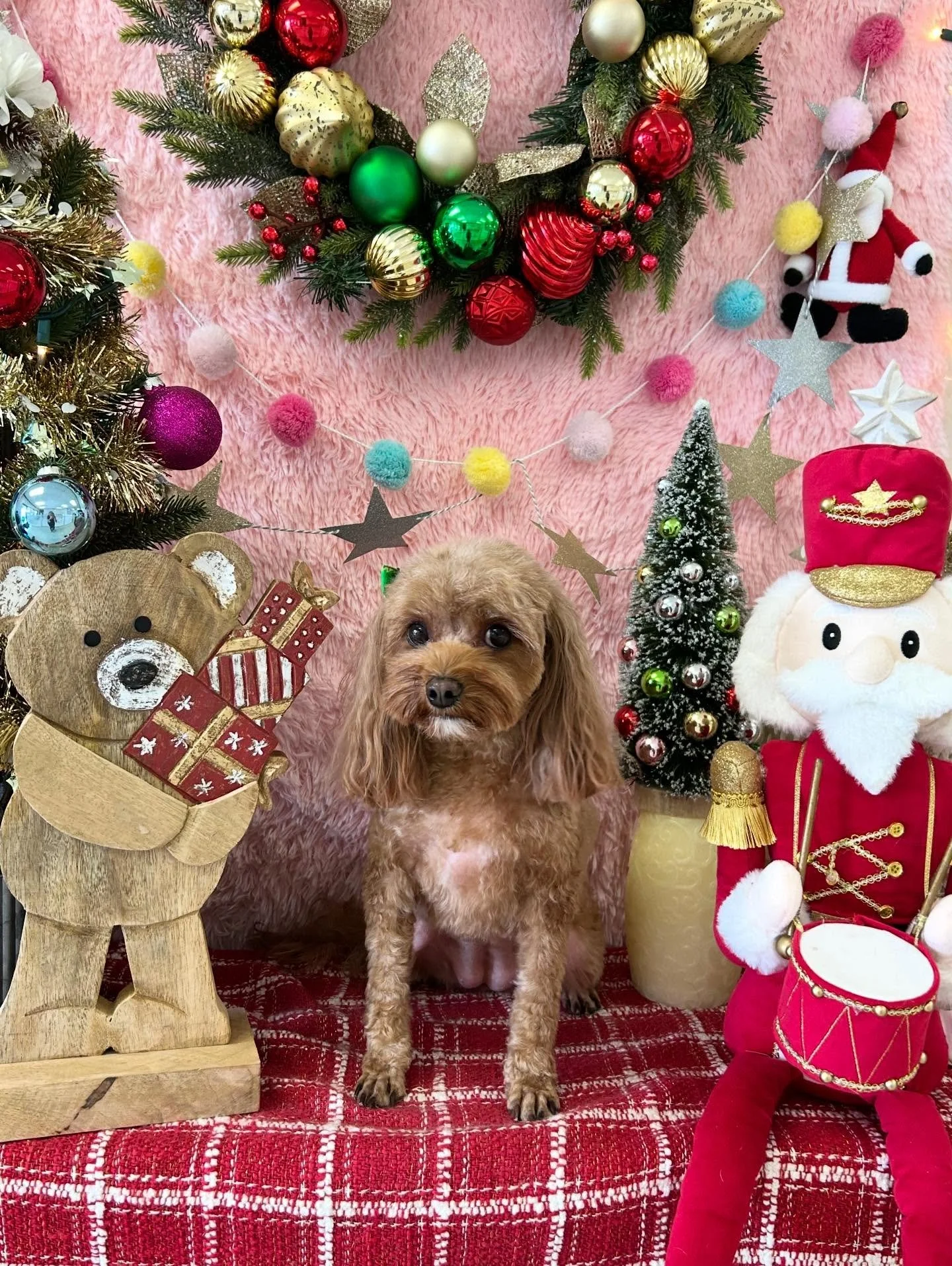 🎀✨Mei is pure sweetness 💕 she can melt anyone&rsquo;s heart 😖❤️

#Cavapoo #Prettydog #Cutedog #TorranceGroomer #LAgroomer