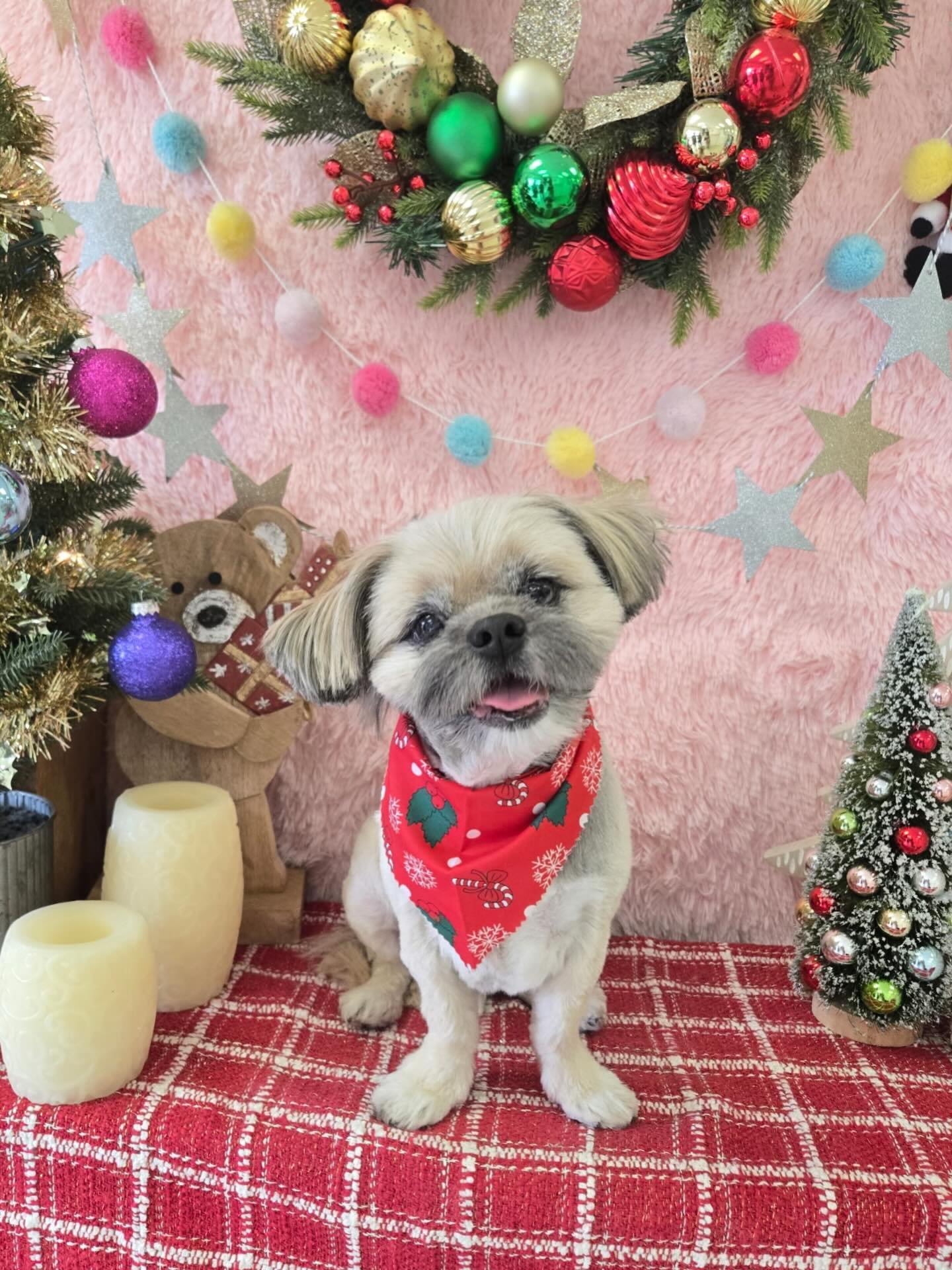🎄✨Look at that smile👀Vincent is sweet and always charming 💛🐾

#CutePup #Sweet #DogLove #Adorable #Torrancegroomer #LAgroomer