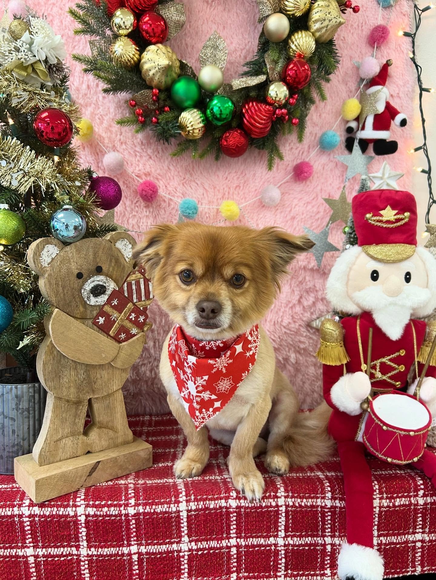 🤗✨Doug&rsquo;s glow up is pure Pom Mix cuteness🥰🐾 He knows he&rsquo;s cute&hellip;.. and we all agree 💕👀✨🤗🐾

#PomMix #CuteDog #smallbutmighty #SweetDog #ElegantDog #TorranceGroomer #LAGroomer