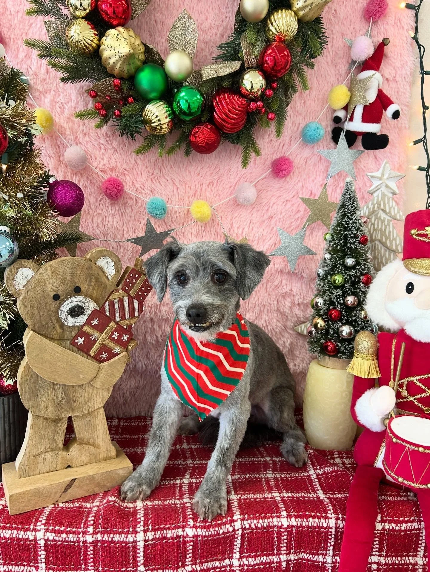 ✨🐾 Charky is so cute after grooming. He is stealing everyone&rsquo;s hearts today 💖👀

#miniatureschnauzers #CustomizedGrooming #Cutedog #TorranceGroomer #LAGroomer
