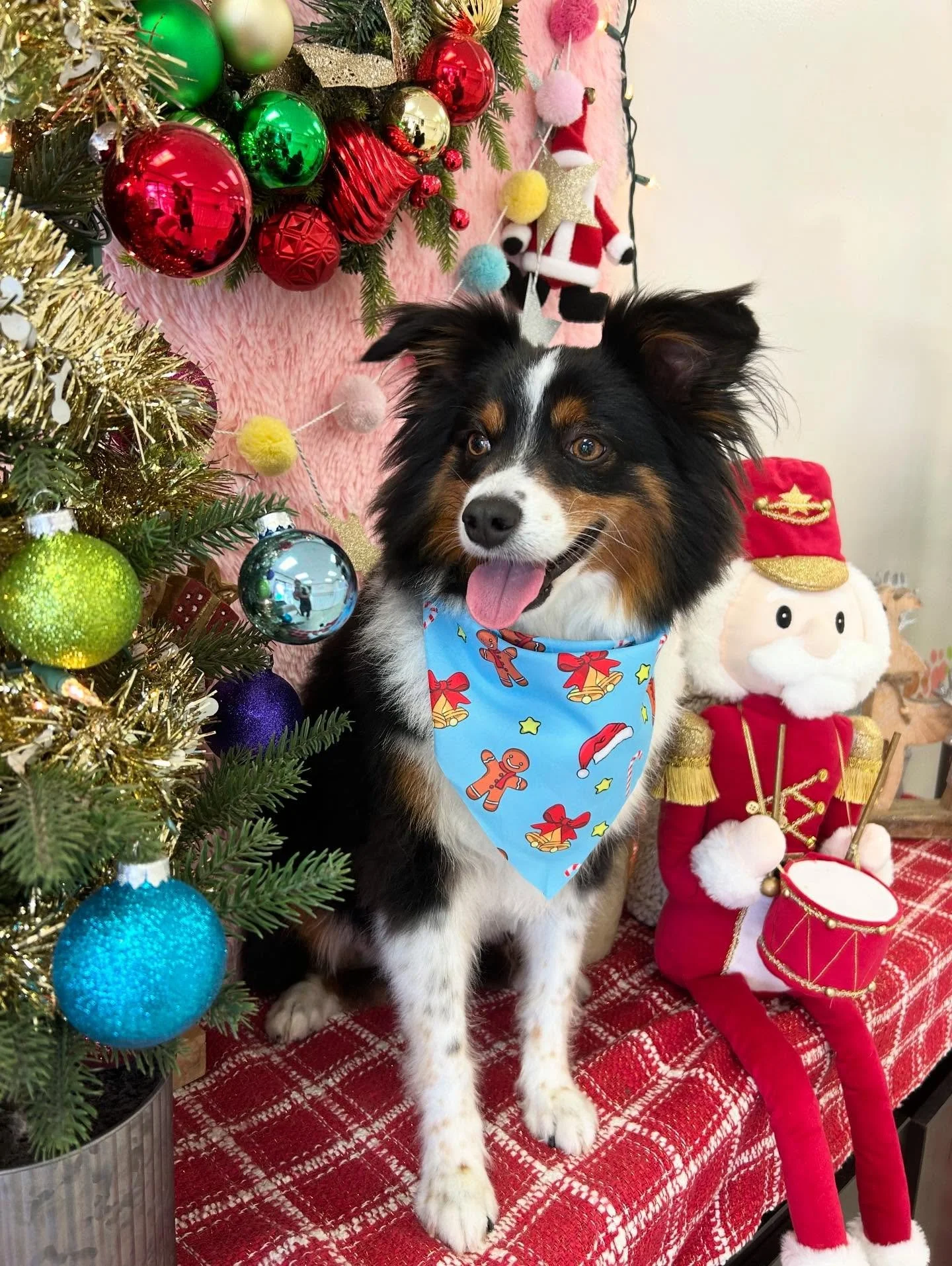 🐾💕Look at Finn so handsome after grooming! Wishing you Merry Christmas and puppy kisses 🎄❄️😘

#Aussie #CuteDog #australianshepard #TorranceGroomer #LAGroomer