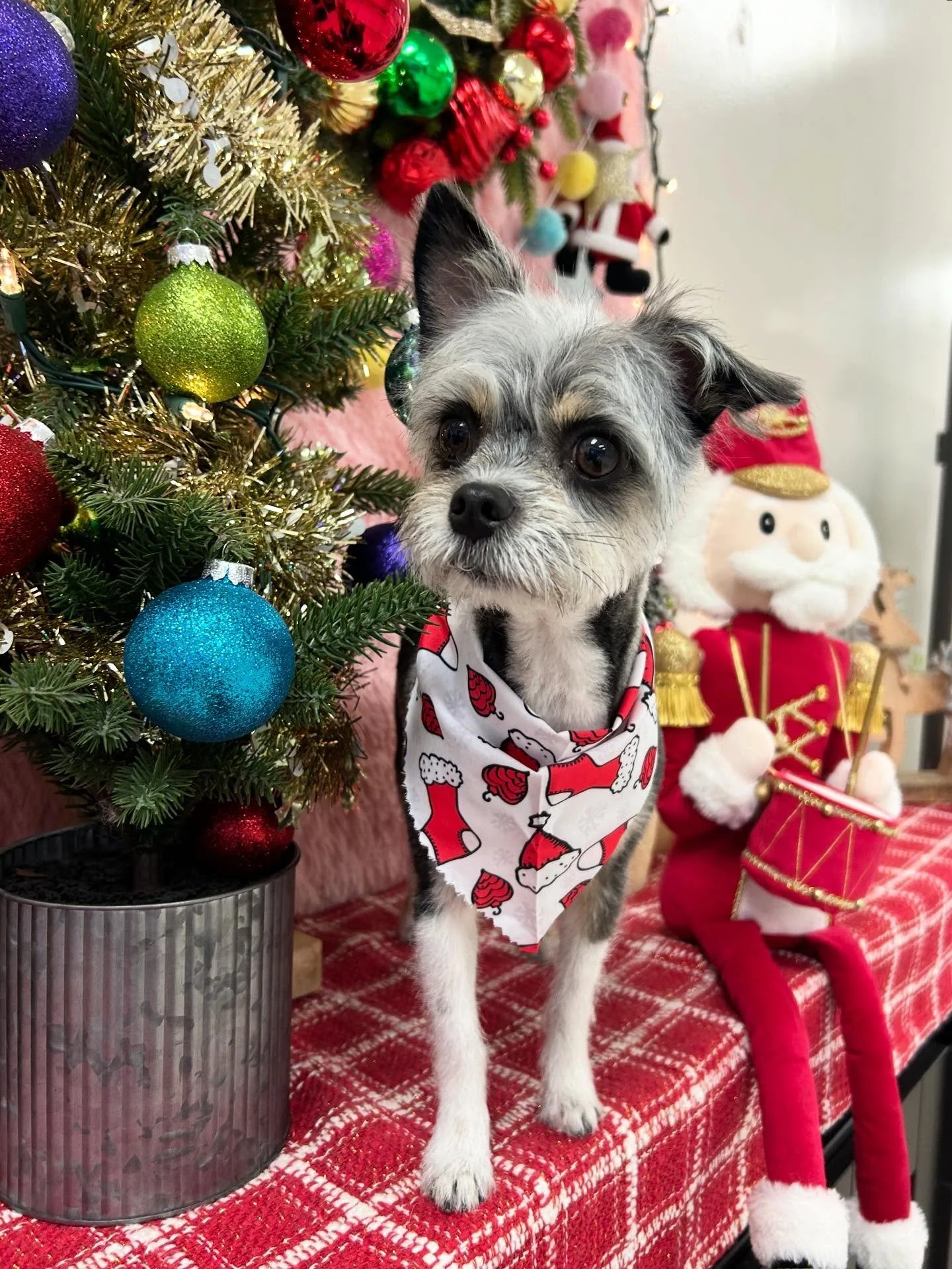 ✨🐾Kuma is sweet baby that melts everyone&rsquo;s heart ❤️ He is the cutest reindeer in town today! Kuma says Merry Christmas 🎄🐾

#SweetDog #CuteDog #CutePuppy #TorranceGroomer #LAGroomer
