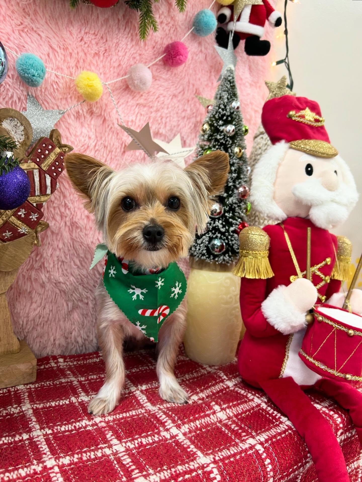 ❄️✨This little cutie Yorkie JackJack is enjoying this holiday with his Santa friend after grooming🎄

#CuteDog #Yorkie #YorkieLove #TorranceGroomer #LAGroomer
