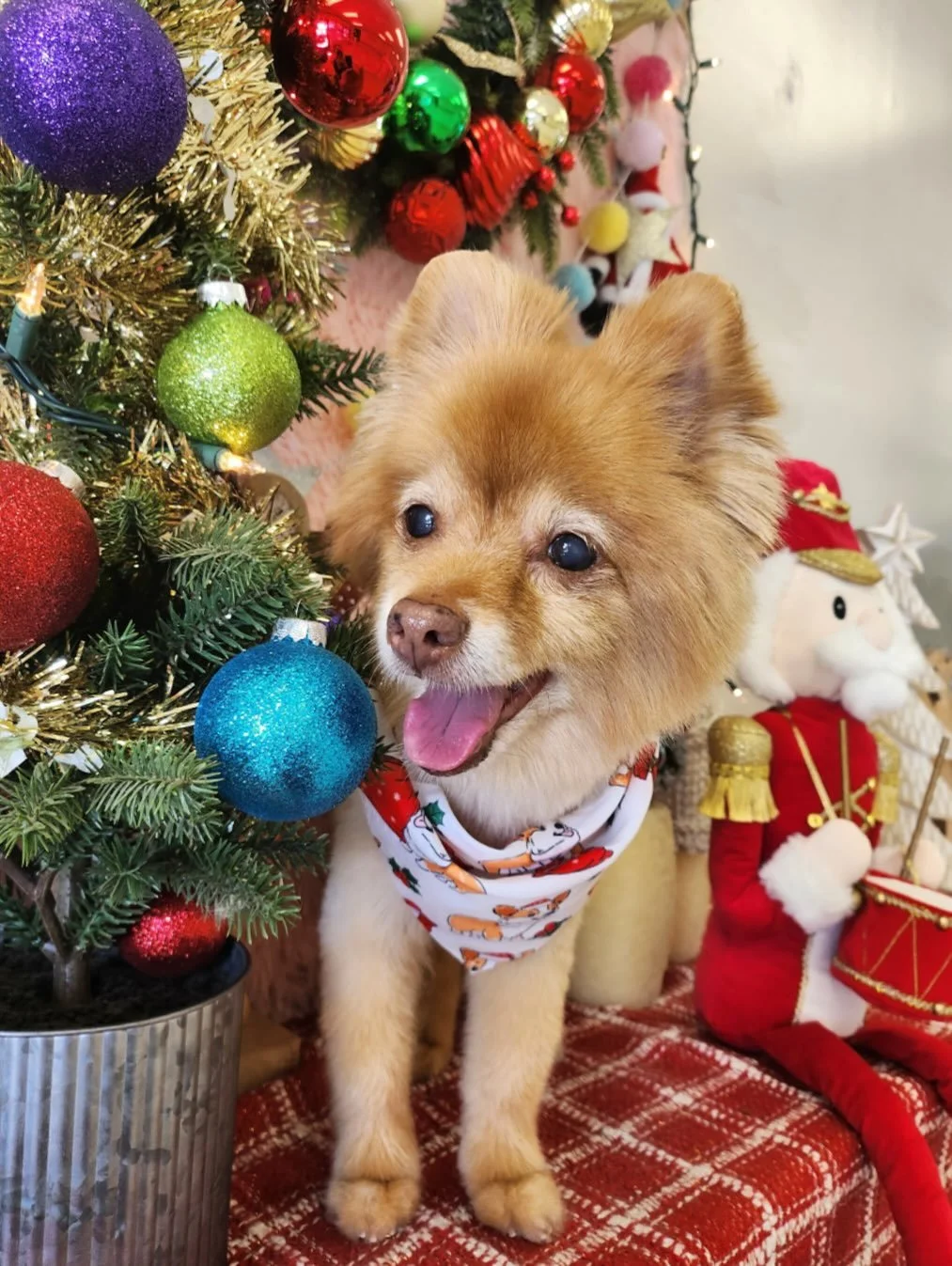 💖Fluffy little Pomeranian Khloe is glowing even more after grooming session with us 🎀✨her eyes are twinkling she is a sweetheart 😖😍

#pomeranian #Socute #Fluffy #TorranceGroomer #LAGroomer
