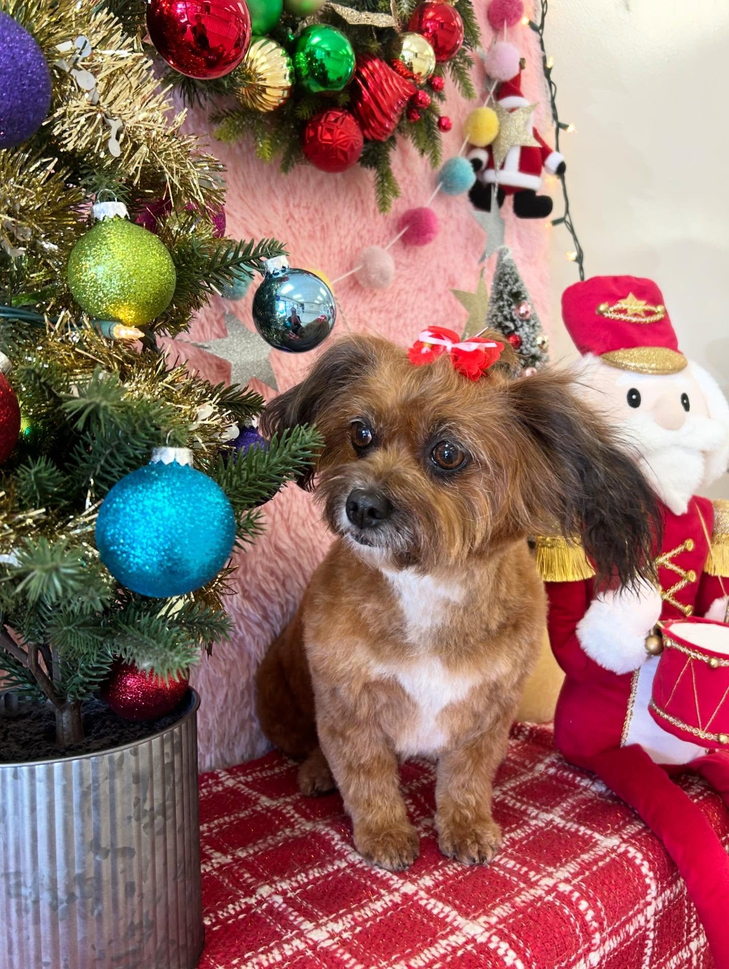 🐾✨ Luna is so cute with her new bow tied hair style 🎀❄️ She is so sweet didn&rsquo;t want to see her go 😖🥲

#CuteDog #MixBreed #SweetDog #TorranceGroomer #LAGroomer