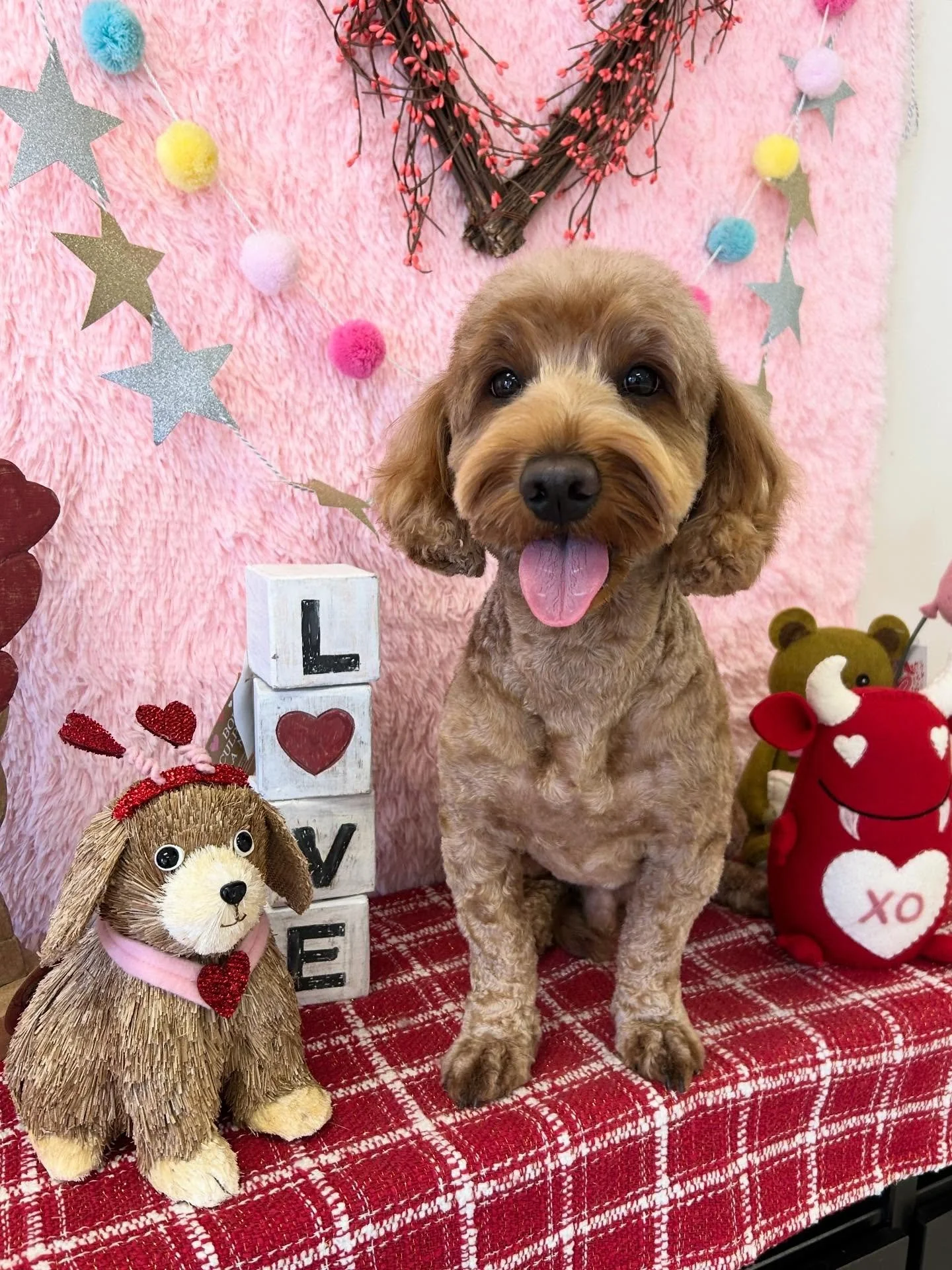 💕🐾Bacon the sweet Golden Doodle is ready to give love ❤️ 

#GoldenDoodle #Dog #CuteDog #TooranceGroomer #LAGroomer