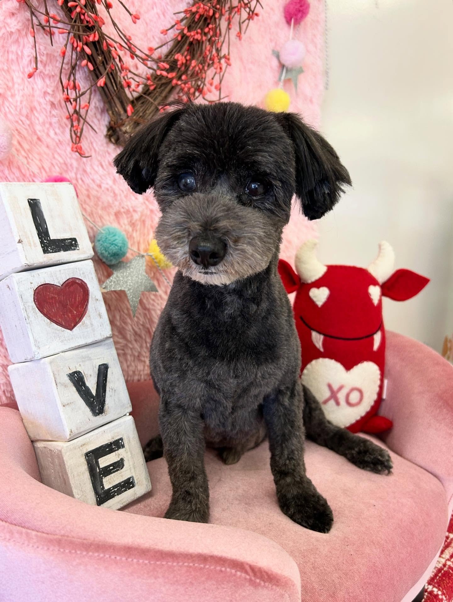 🐾💕Our little sweet Mackie is ready to give love to everyone after grooming 🎀❤️

#SweetDog #DogLove #TorranceGroomer #LAGroomer #Bestie