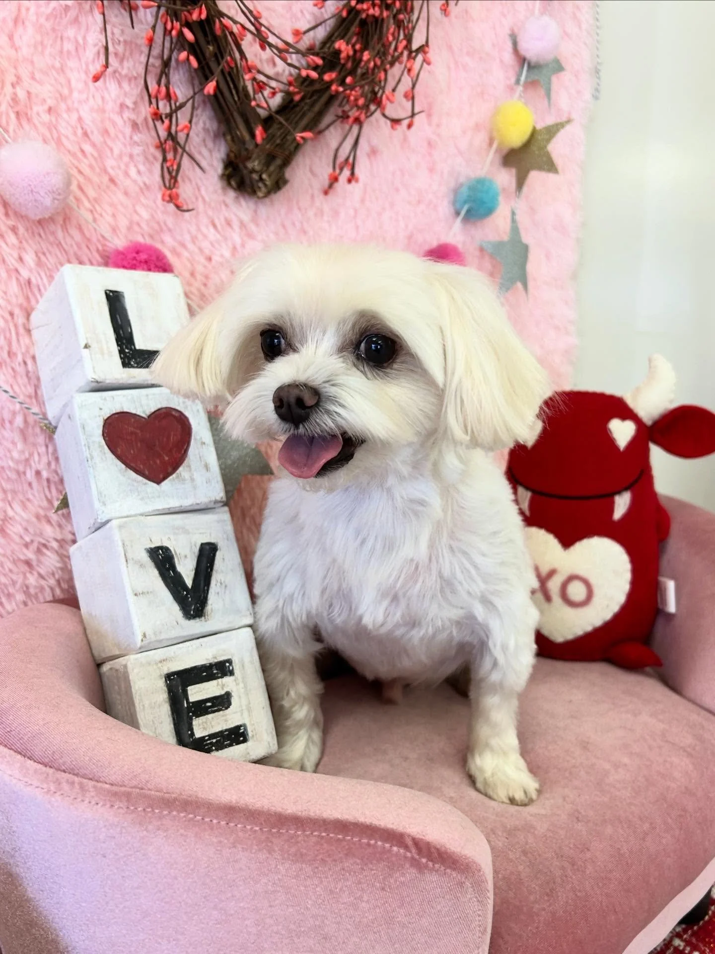 🎀💙 Toby looks cuter after grooming session with us! We always love your energy💖

#Maltese #DogLove #CuteDog #TorranceGroomer #LAGroomer