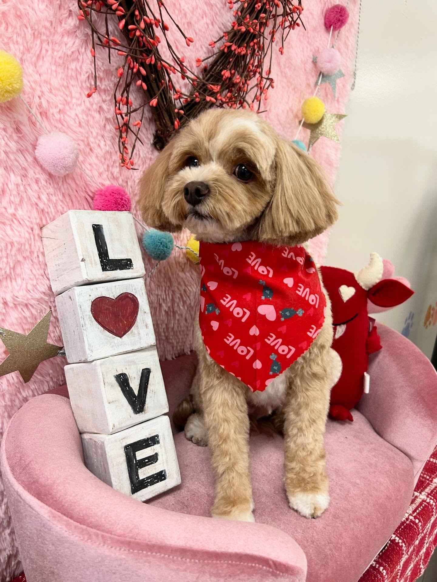 ❤️ Beau is so lovely and cute 🥰 Such as sweet boy 😍✨

#CuteDog #SweetDog #TorranceGroomer #LAGroomer