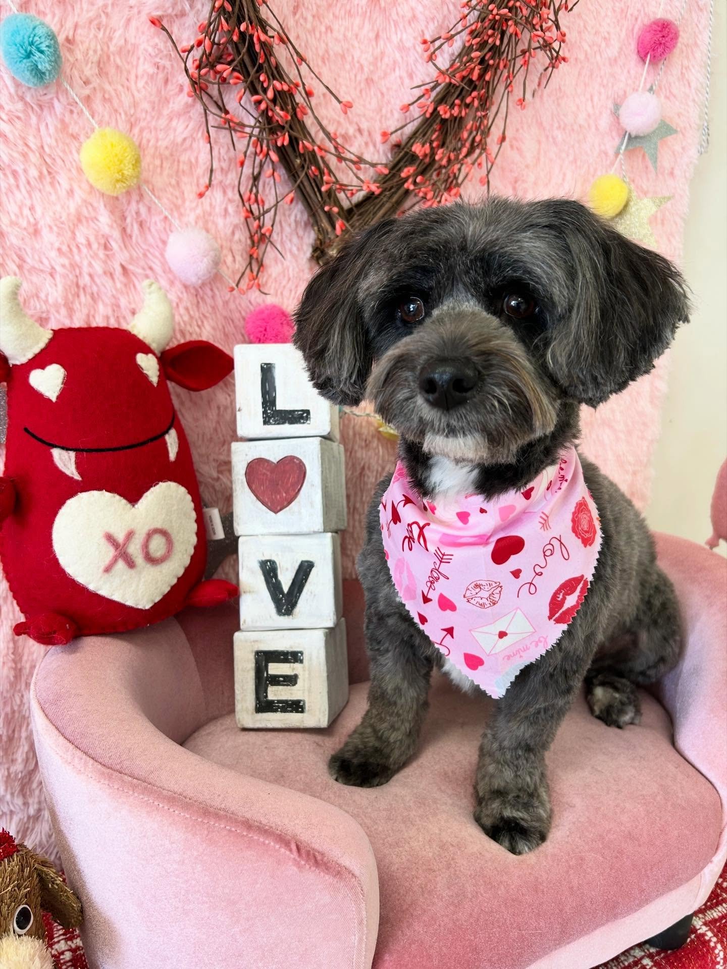 🎀🐾Bev is ready to be sweet for Valentine&rsquo;s Day😘

#LovelyDog #SweetDog #TorranceGroomer #LAGroomer #Dog