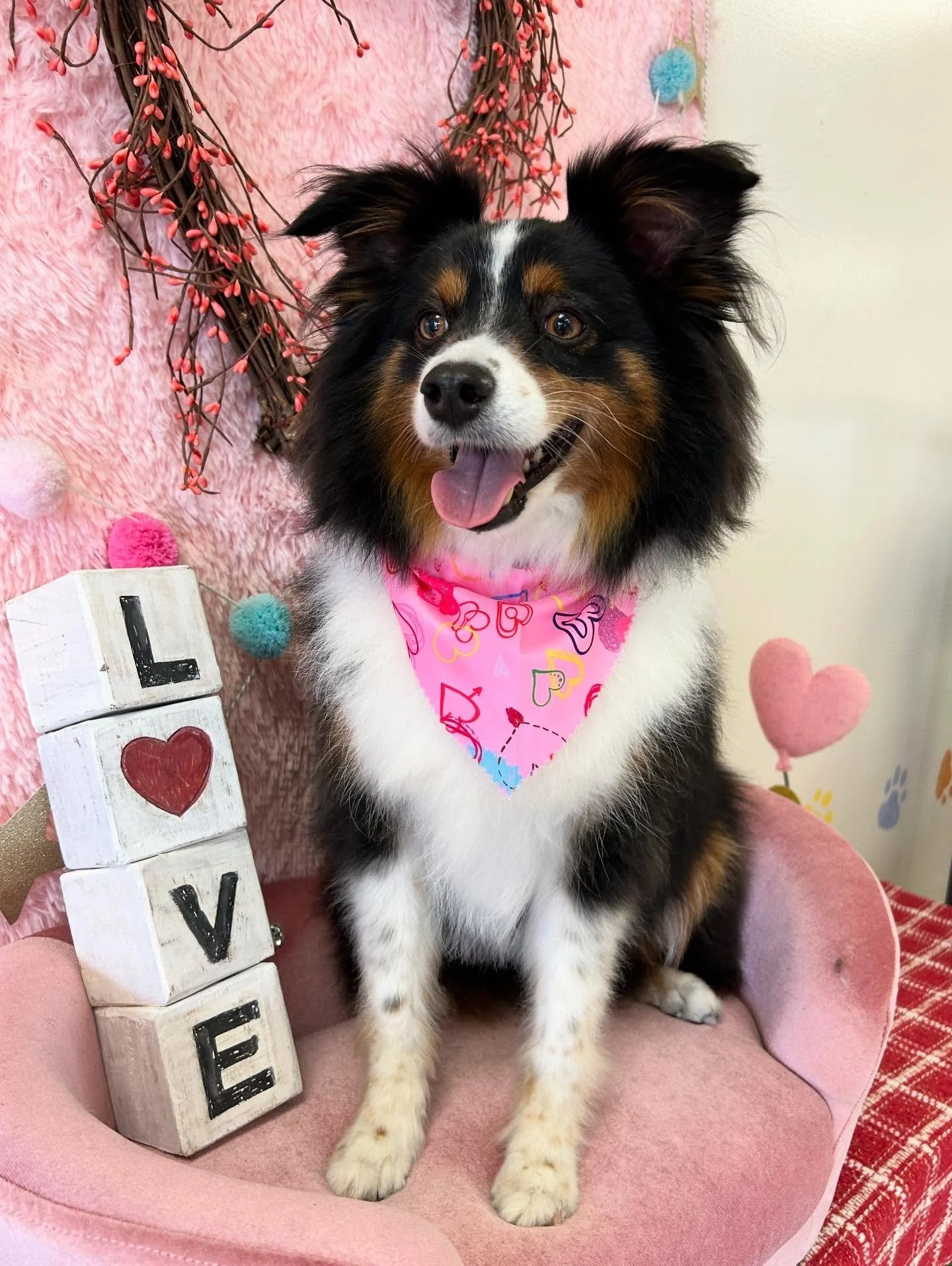 🐾✨Finn is so sweet 💕 So cute after grooming 😖

#Aussie #australianshepard #CuteDog #TorranceGrooming #LAGrooming
