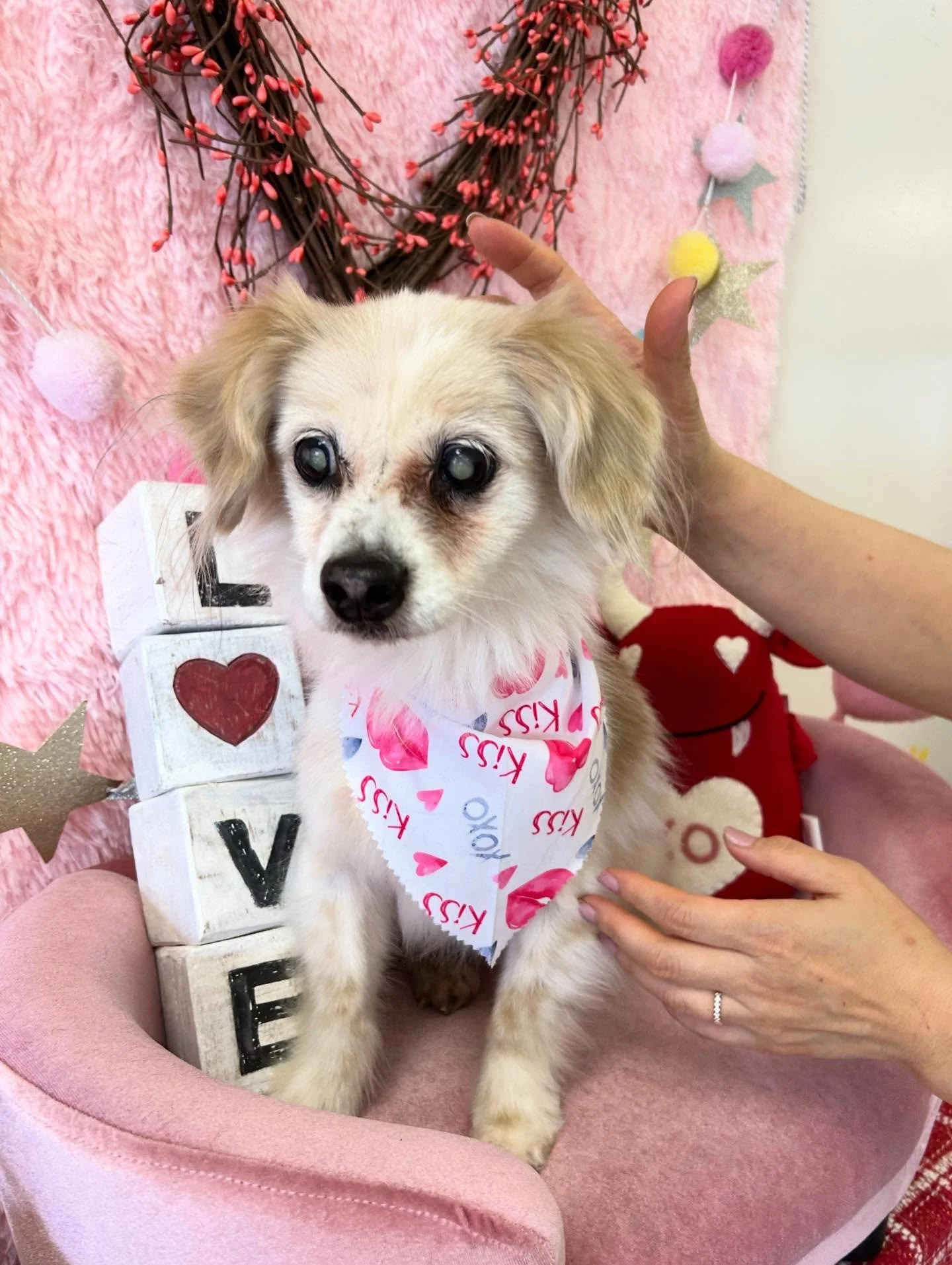 💙🐾Emerson&rsquo;s 1st grooming after she meet her new family. We are so happy you are so adorable and ready to be loved 🥰 

#chihuahua #CuteDog #DogLove #TorranceGroomer #LAGroomer