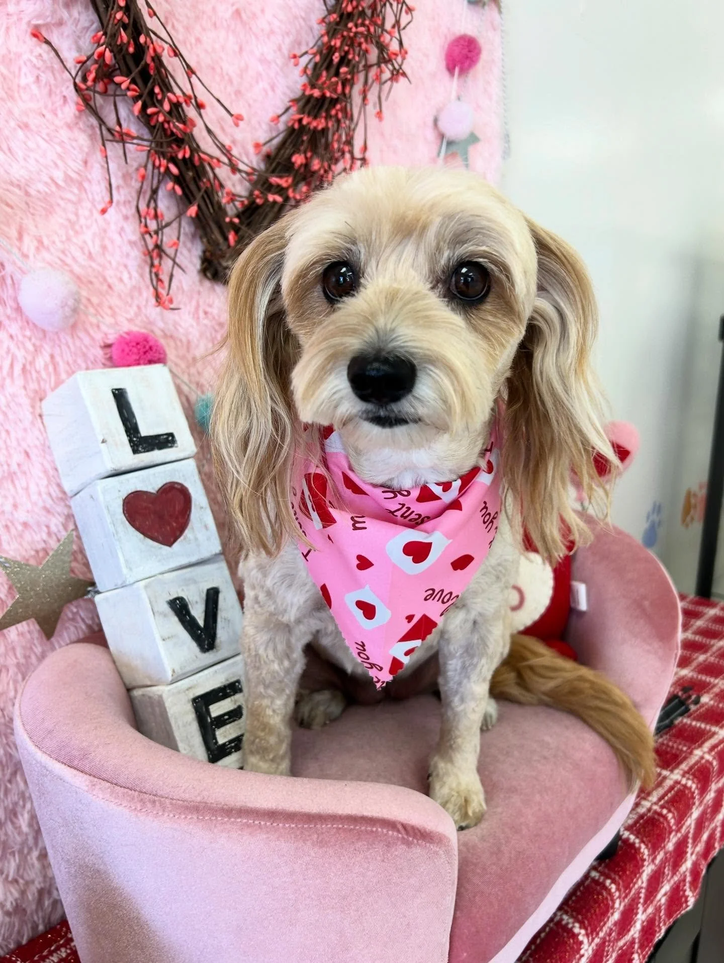 💕🐾 Bailee: Would you be my Valentine? 💌 Yes. Who wouldn&rsquo;t for this cutie😖🐾💖

#CuteDog #PrettyDog #TorranceGroomer #LAGroomer