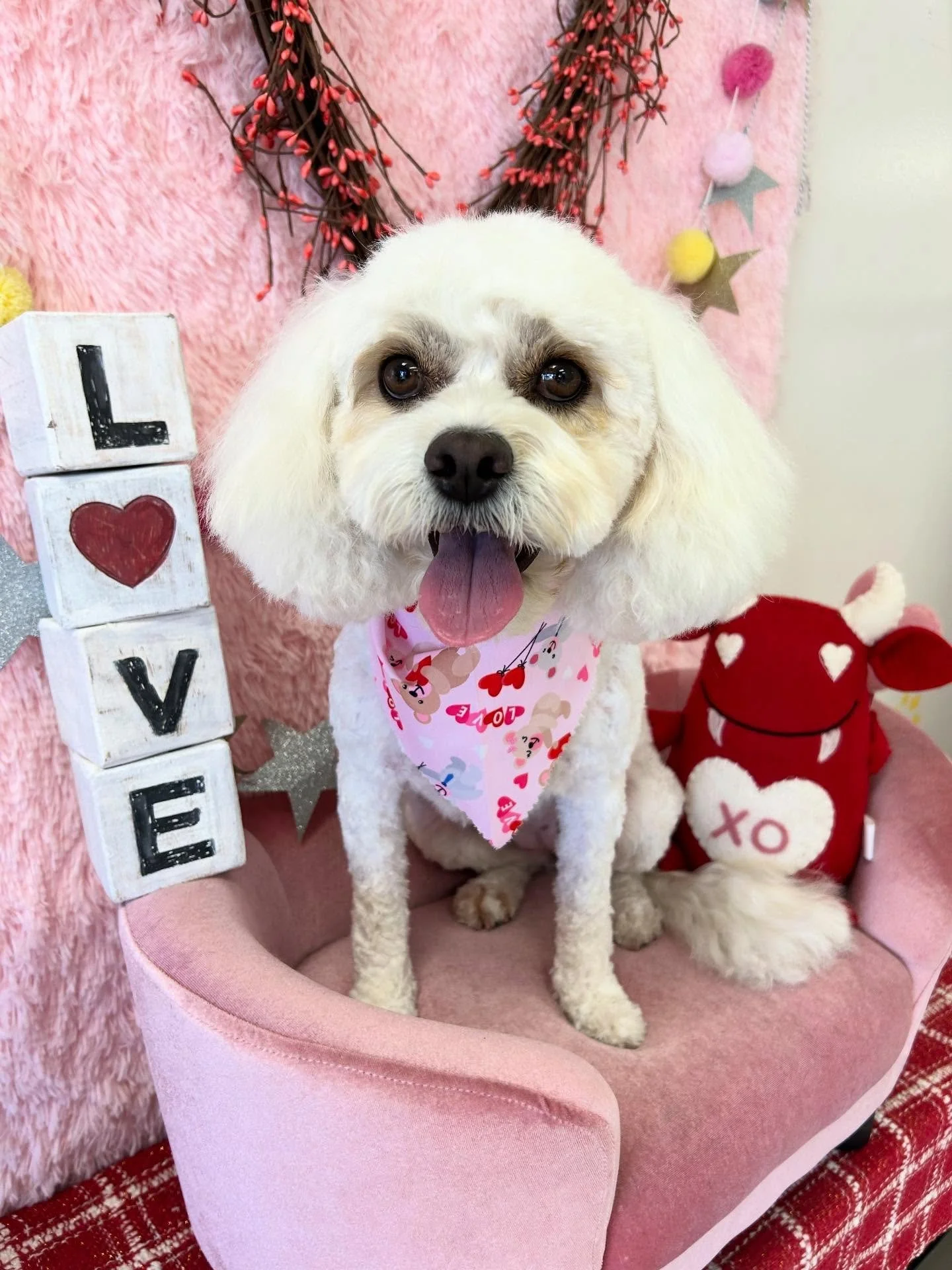 💕🐾Beautiful Bella is so happy after her grooming. She is full of love and happiness 🎀✨🥰

#LovelyDog #TorranceGroomer #LAGroomer