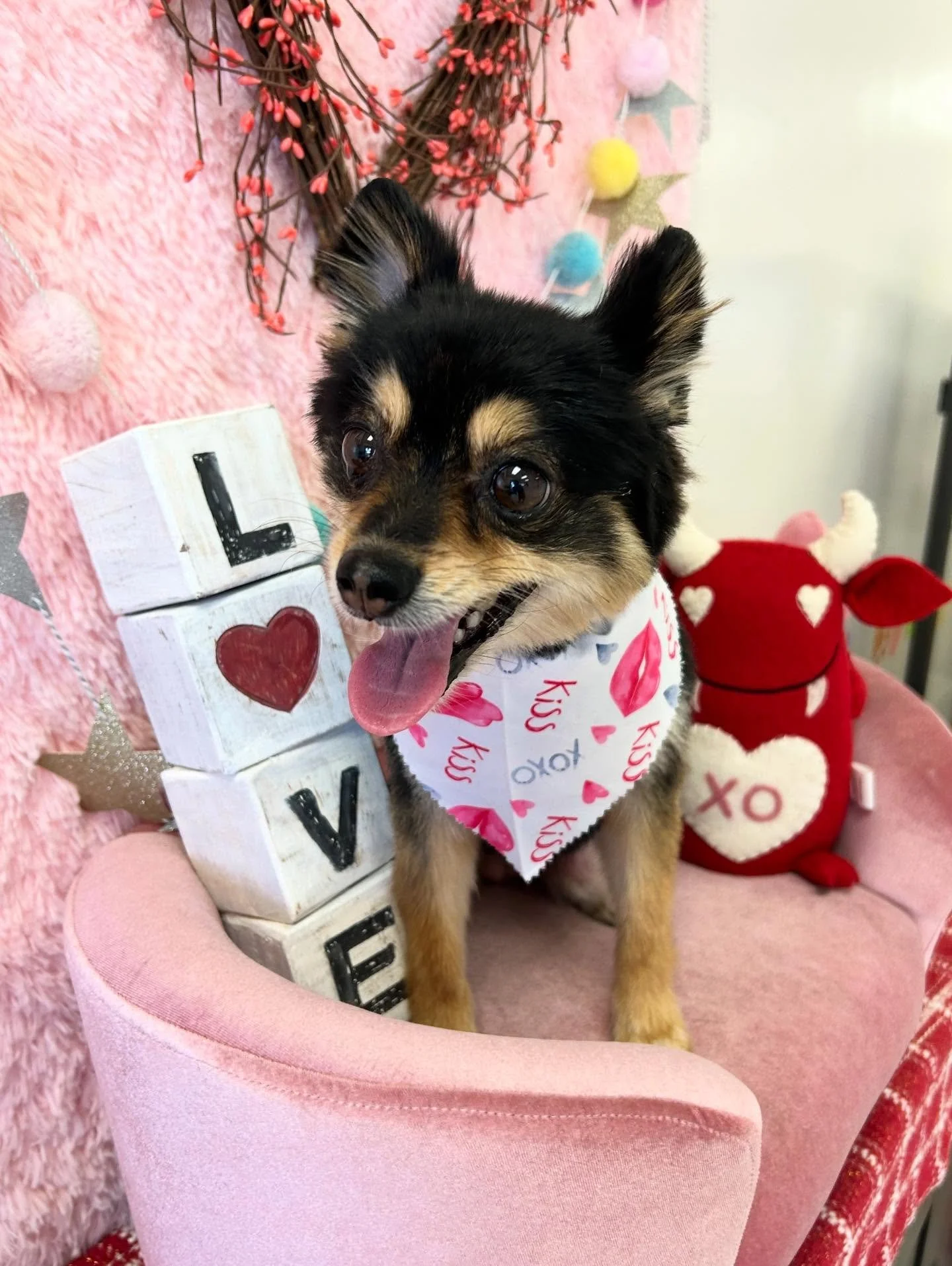 💕🐾 Sophi is the so fluffy and cute🤗She is glowing after grooming ✨

#pomeranian #CuteDog #Dog #TorranceGroomer #LAGroomer