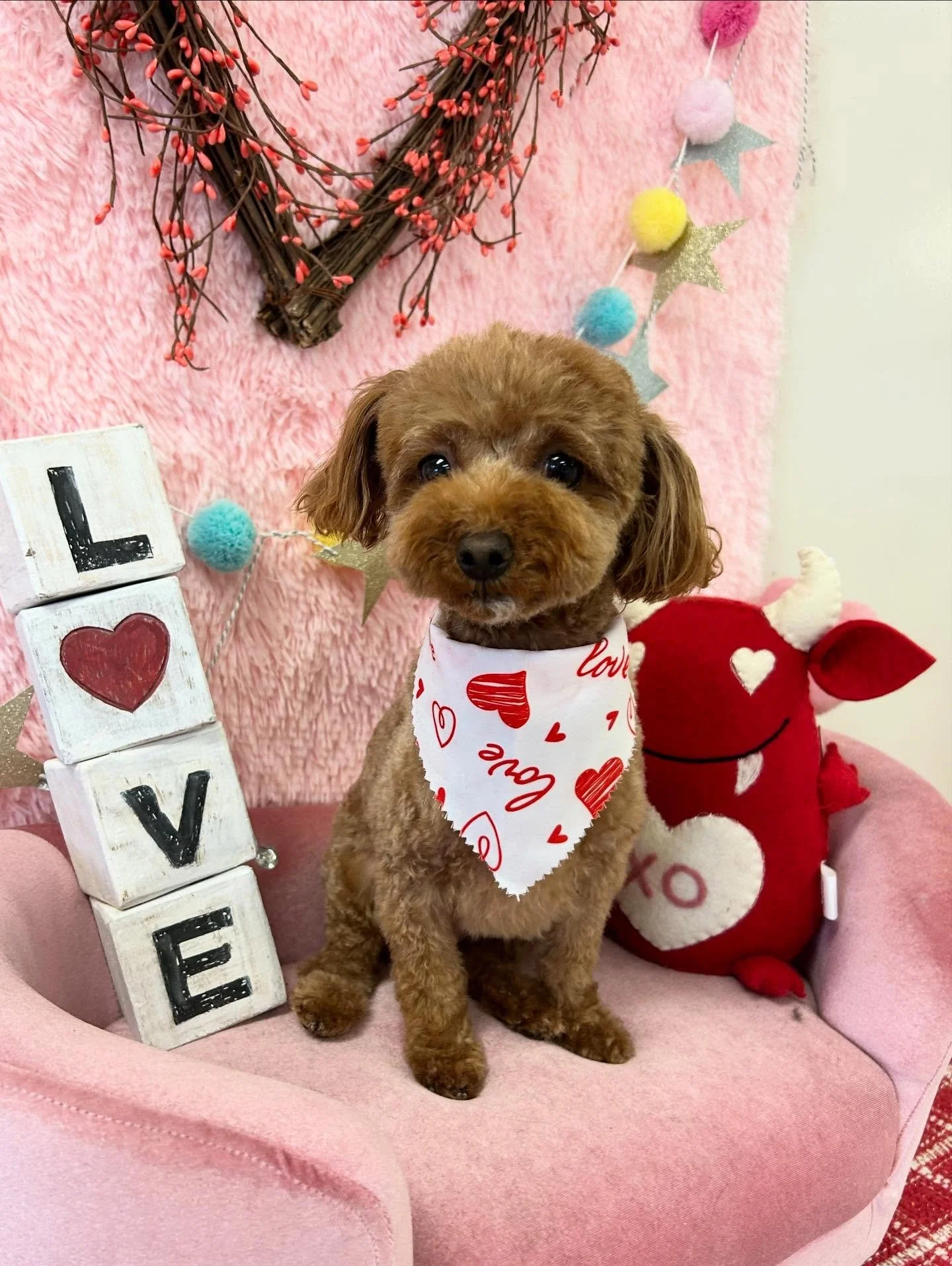 💕🐾 Cute Cocoa After Grooming 🥰

#ToyPoodle #Fluffy #Cutedog #TorranceGroomer #LAGroomer