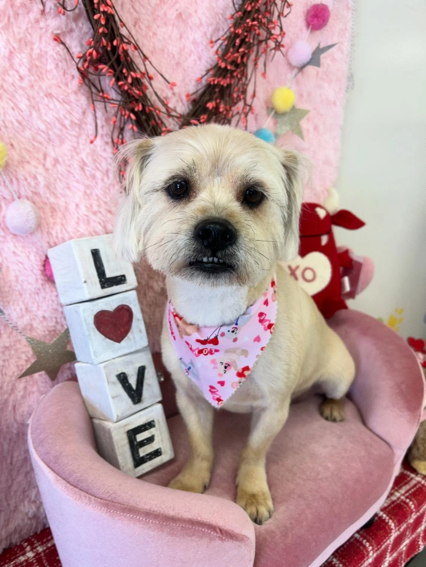 💕🐾Snickers is cuteness overloaded after grooming session. Sweetest lil cutie always makes our day happy 🤗✨

#CuteDog #BestFriend #SweetDog #TorranceGroomer #LAGroomer