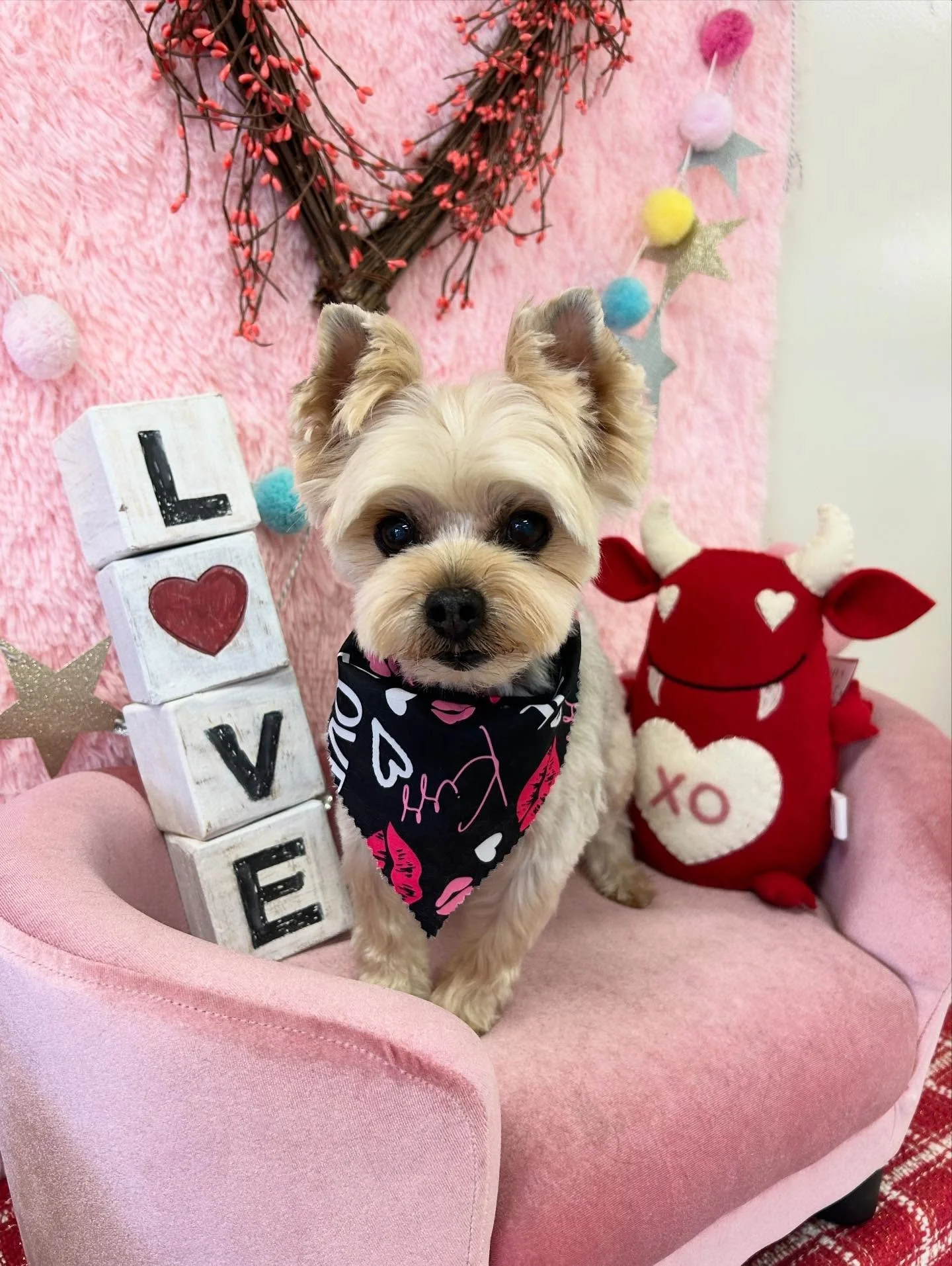 🎀🐾Sora is glowing even more after grooming with us🥰 Her eyes are twinkling bright as star✨😖🤗

#Yorkie #CuteDog #SweetDog #TorranceGroomer #LAGroomer