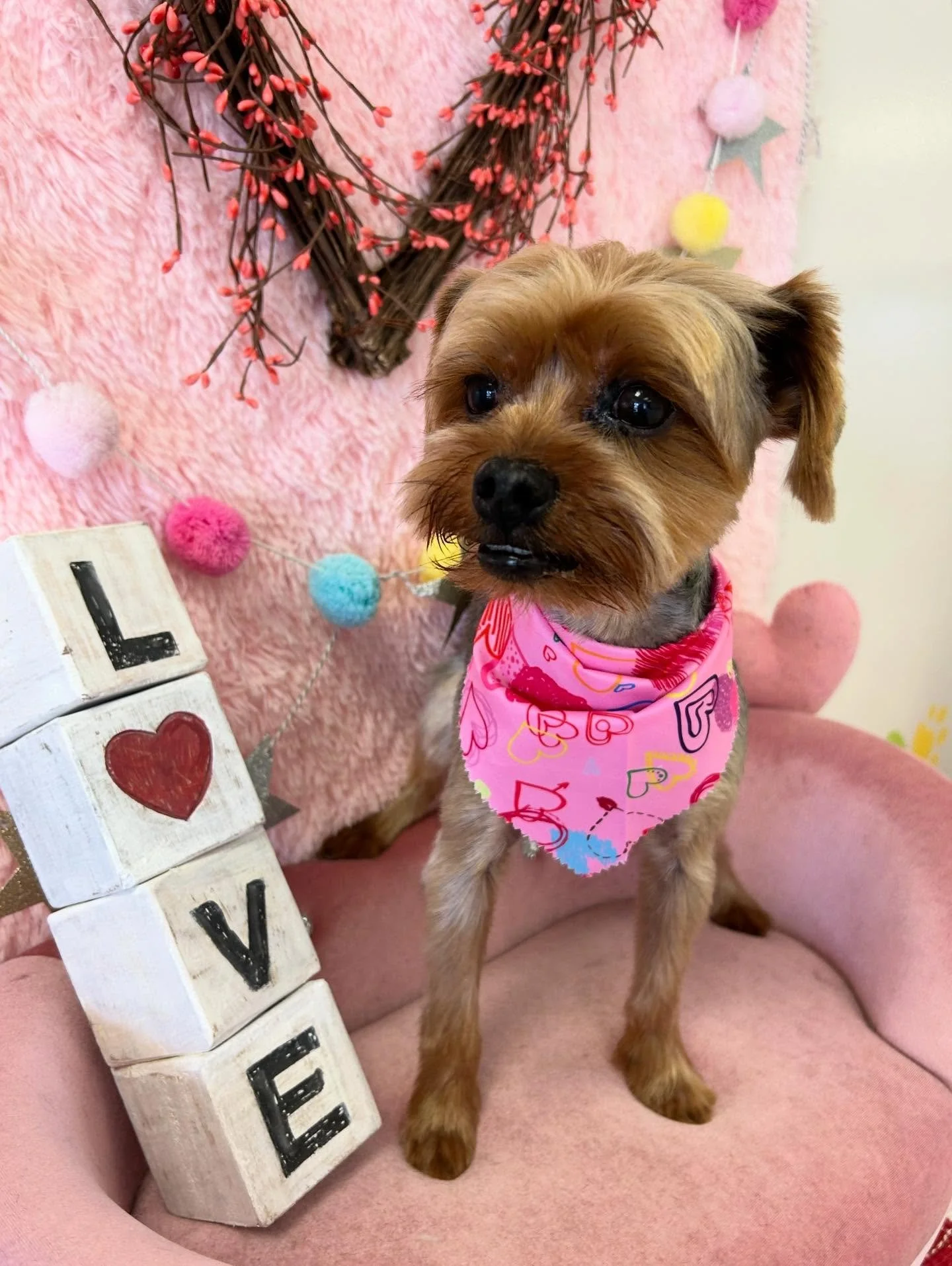 💕🐾Benny is so sweet🥰 Benny says Happy Valentine&rsquo;s Day 💕🤗

#Yorkie #Roundyorkieface #SweetDog #TorranceGroomer #LAGroomer