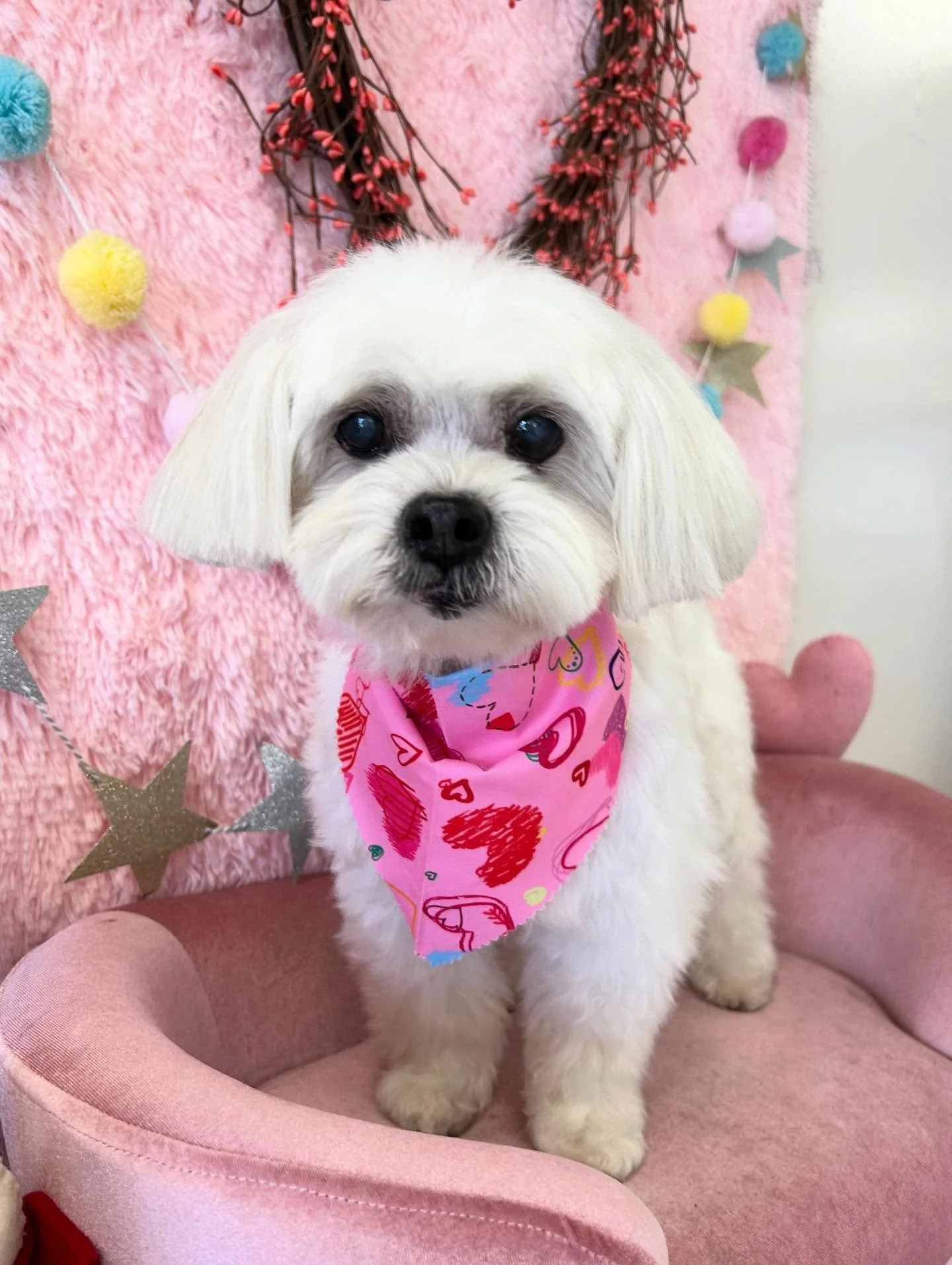 💕🐾 Peanut is so precious 🎀🥰

#Malshi #CuteDog #SweetDog #TorranceGroomer #LAGroomer