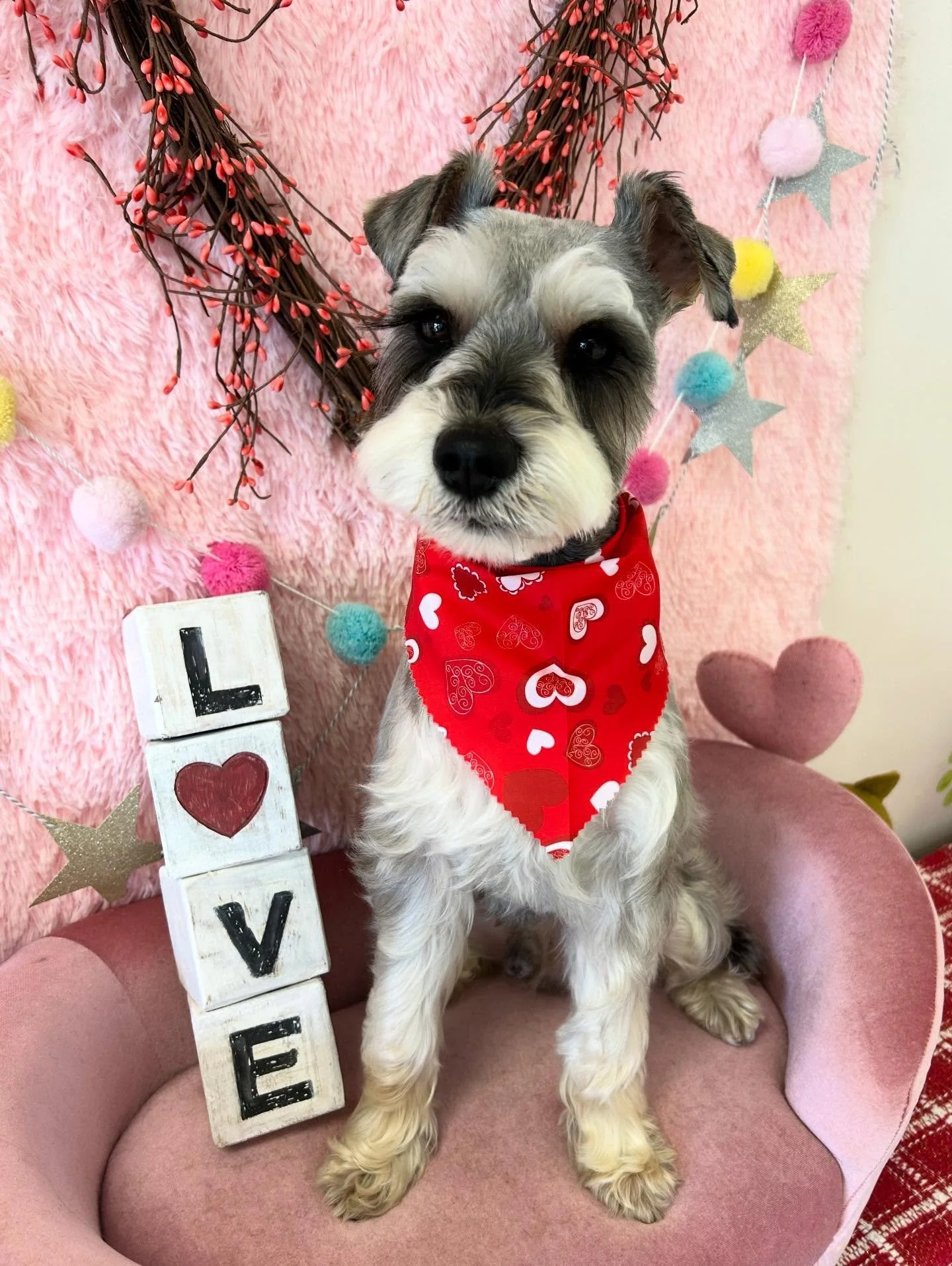 💙🐾 Handsome King with Schnauzer face 😎

#schnauzer #Kingthedog #Cutedog #TorranceGroomer #LAGroomer