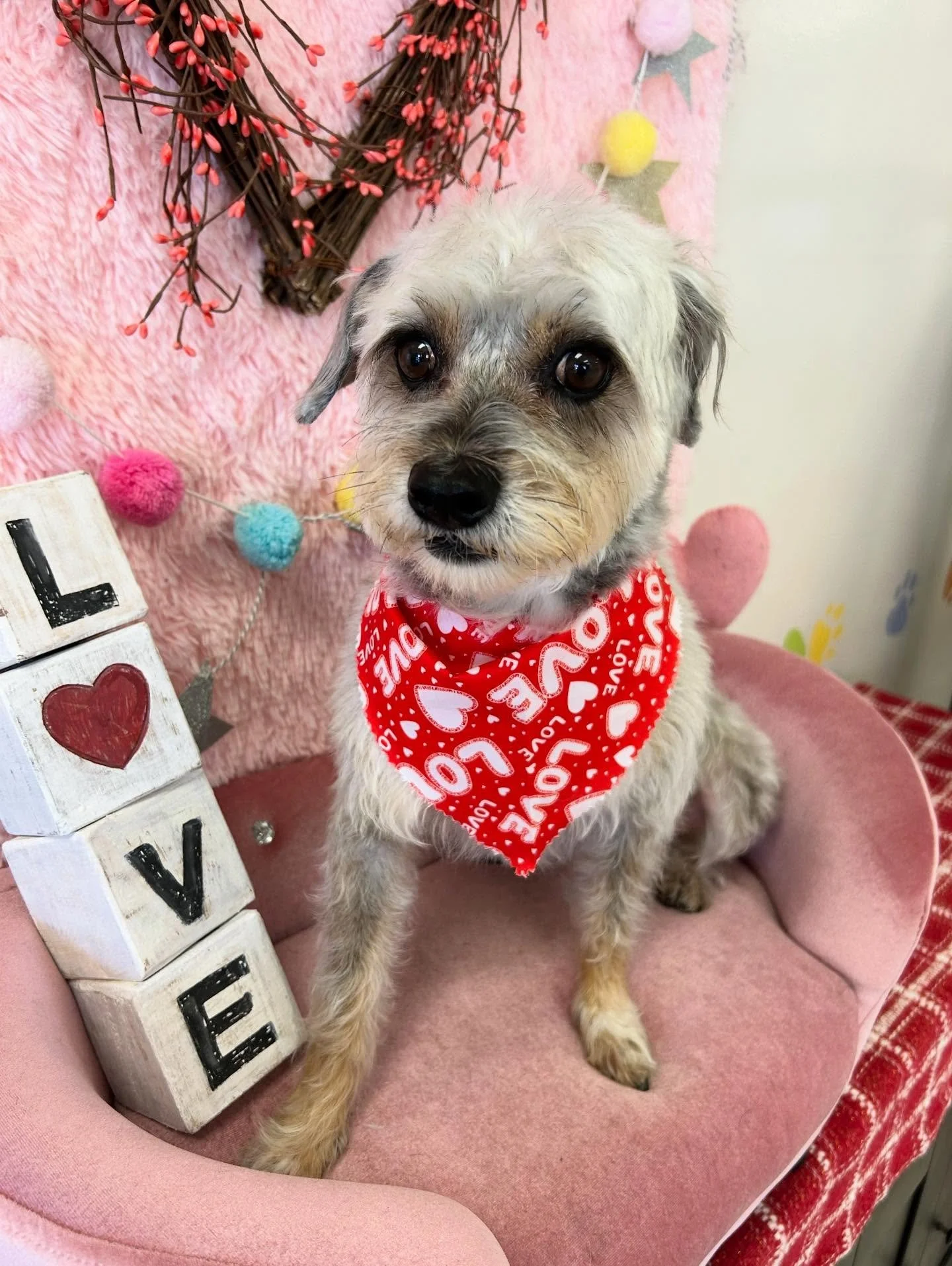 💙🐾Max is an energetic cutie. Terrier face makes him even more cuter🤗🥰

#Terrier #Poodlemix #CuteDog #TorranceGroomer #LAGroomer