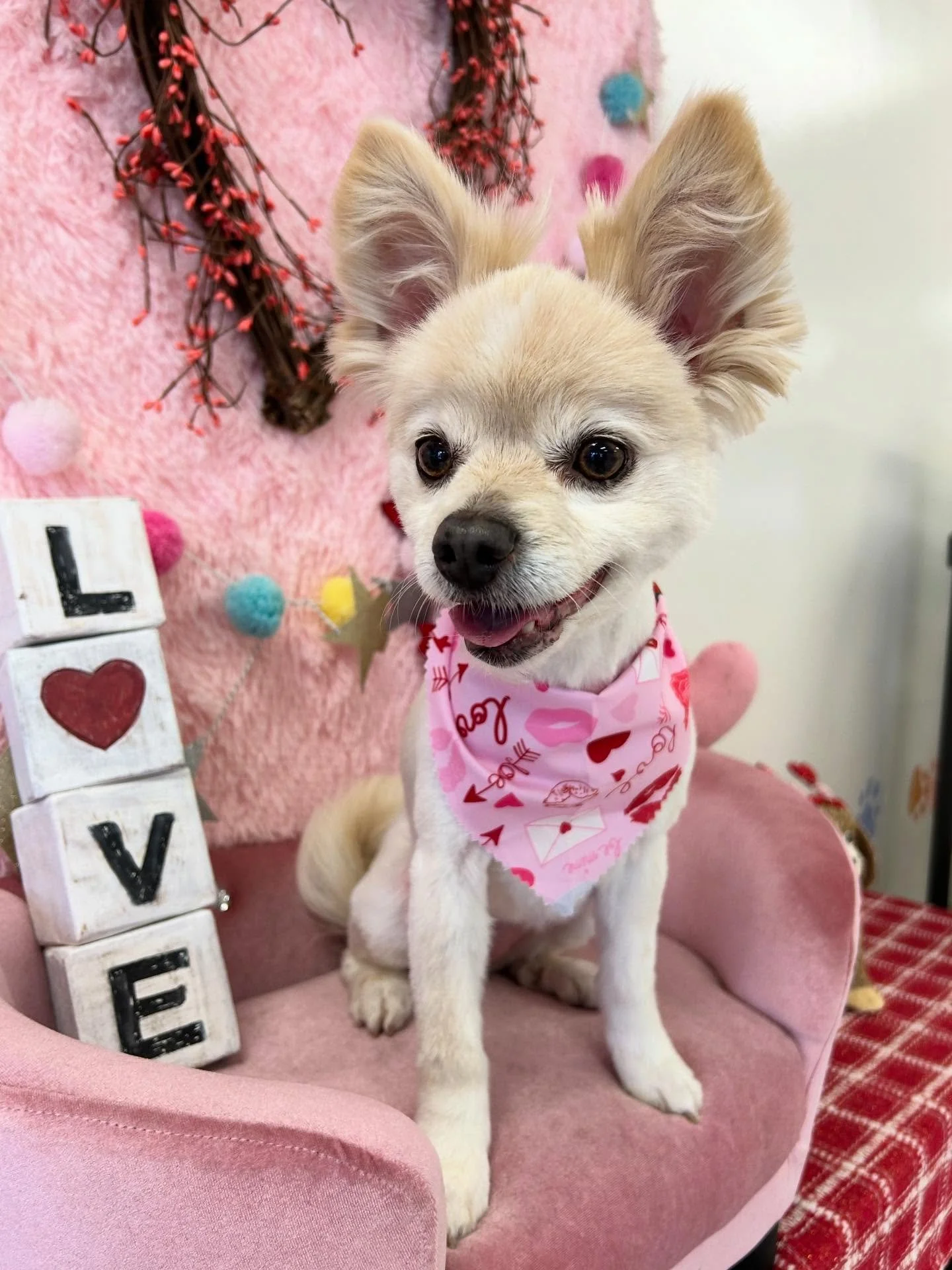 💕🌙Luna looks fluffy and lovely. She has the sweetest looks 🤗🐾

#Fluffy #Cutedog #Sweetdog #TorranceGroomer #LAGroomer