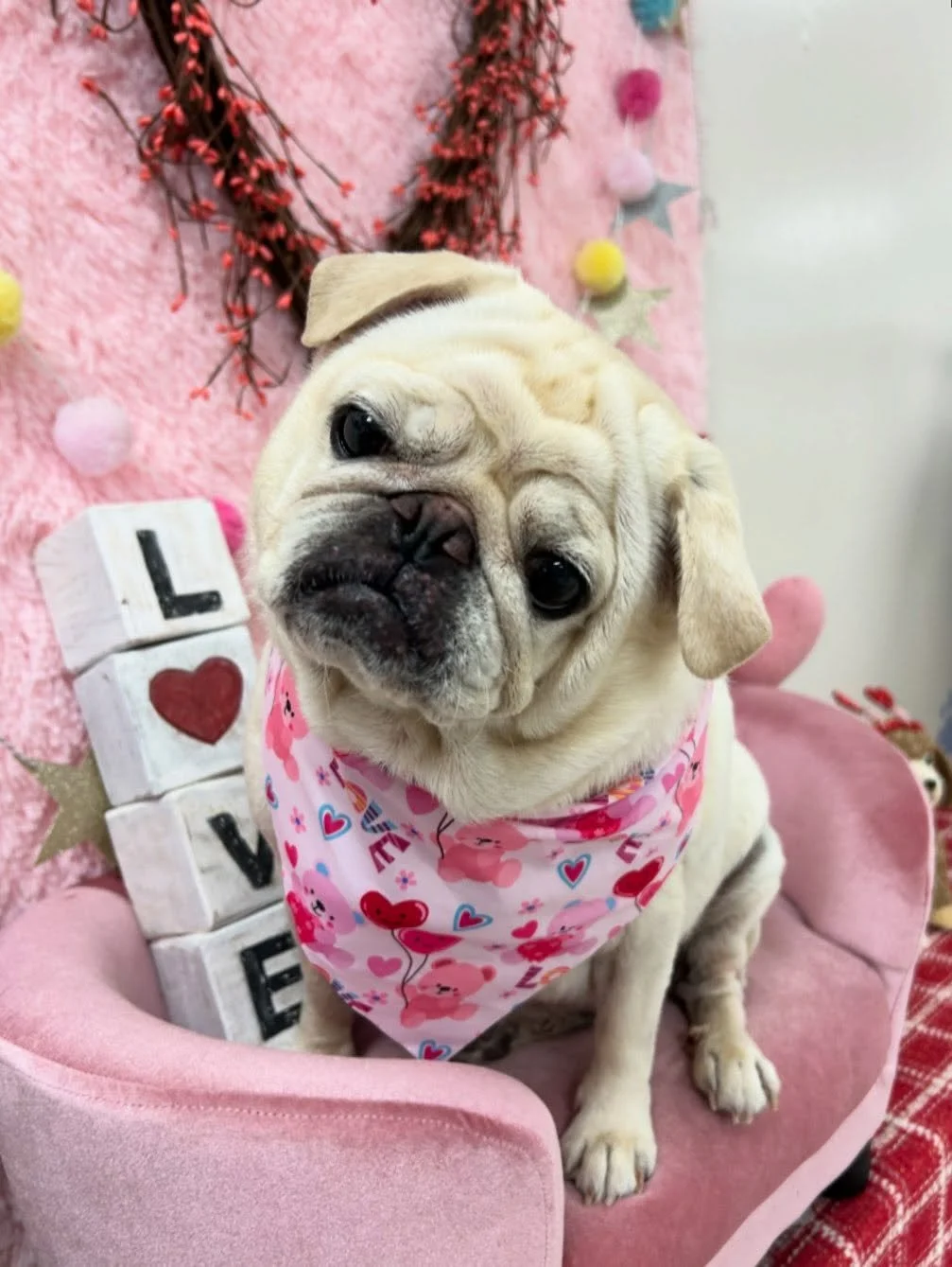 💕🐾 Mila the Pug is too cute to be true🤗🥰

#Pug #Puglife #CuteDog #TorranceGroomer #LAGroomer