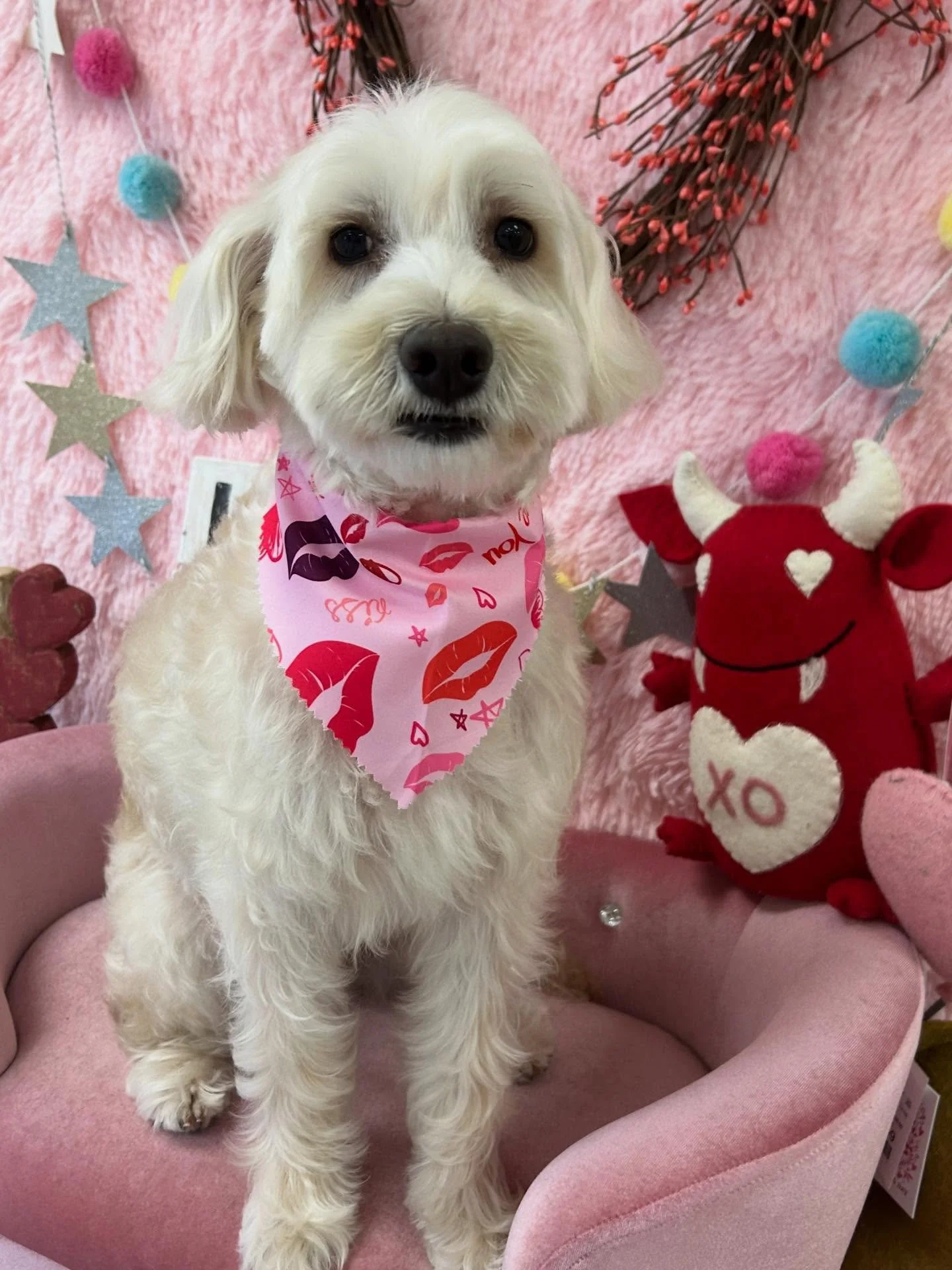 💙🐾 Theo is so handsome and cute with his fluffy trim 🤗😎

#Maltipoo #HandsomeDog #Fluffy #TorranceGroomer #LAGroomer