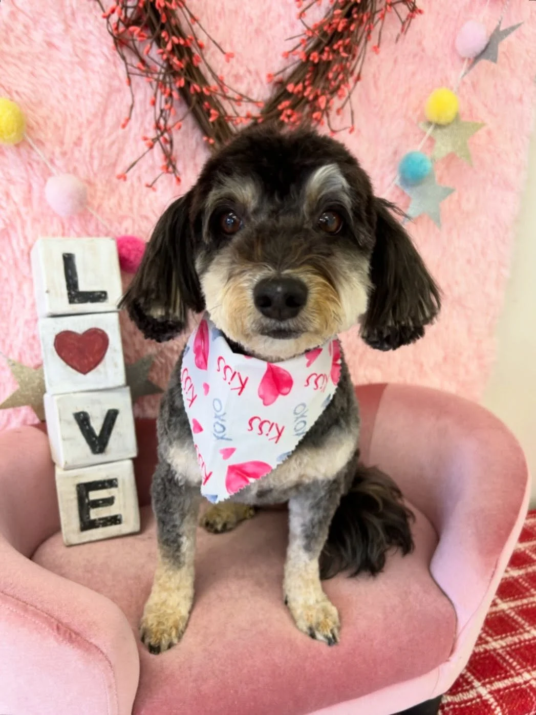 🎀🐾 Rita is too adorable ❤️

#cockapoo #cockapoolove #CuteDog  #TorranceGroomer #LAGroomer