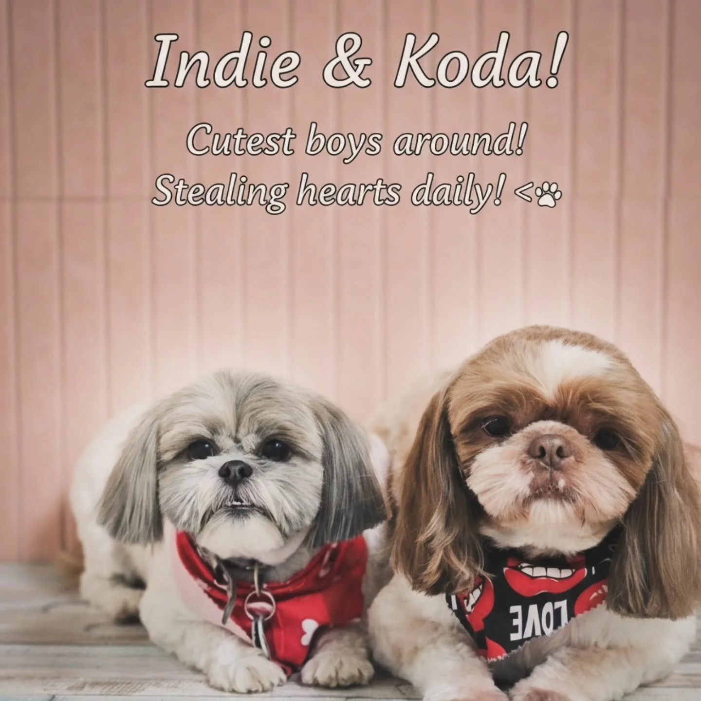 Indie &amp; Koda: Level of cuteness = 100% 🐕🐕