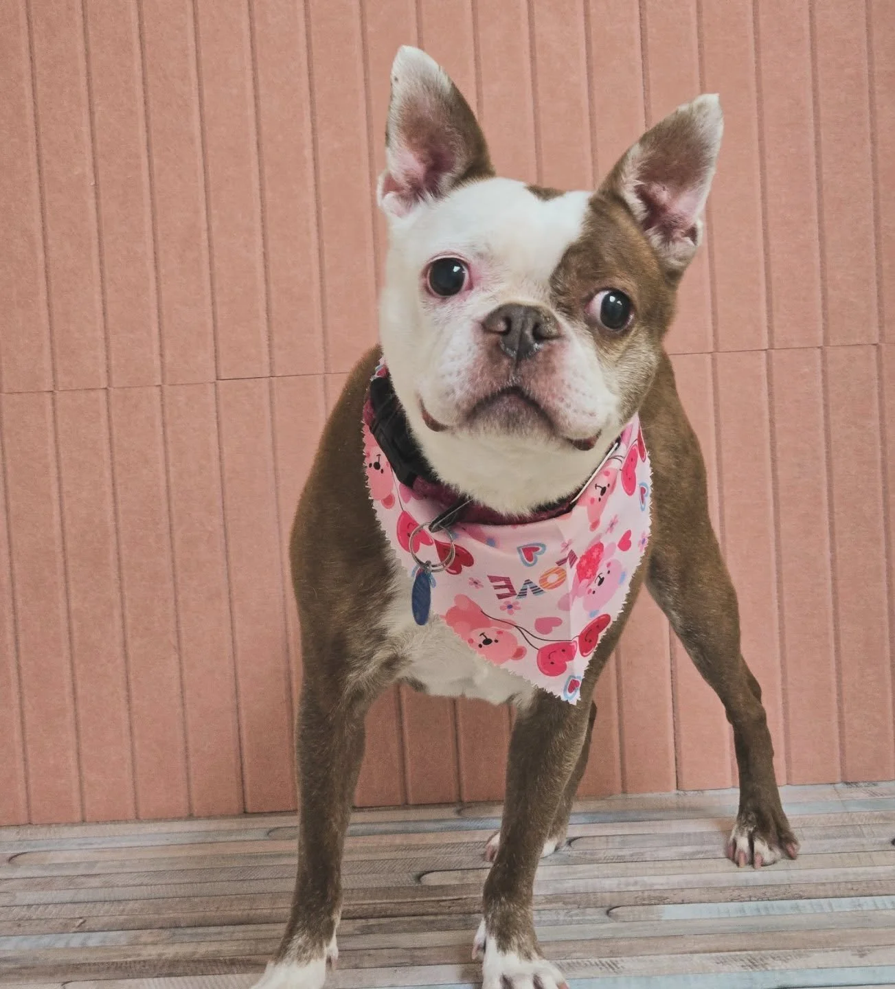 Gracie! Pawsitively adorable! ❤️❤️❤️