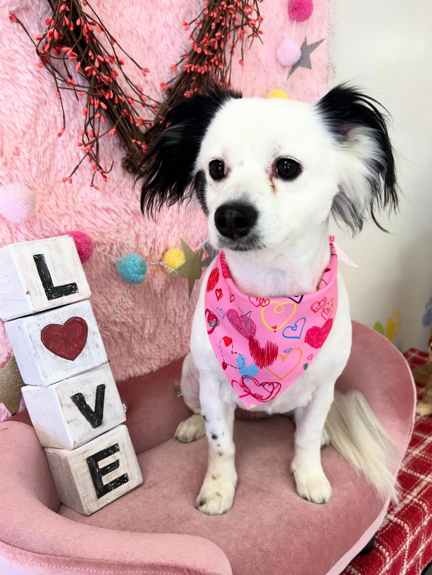 💕✨Mapao is so cute after grooming! Love his unique hair on the ear, so we kept it 🥰

#CuteDog #TerrierMix #Happydog #TorranceGroomer #LAGoomer