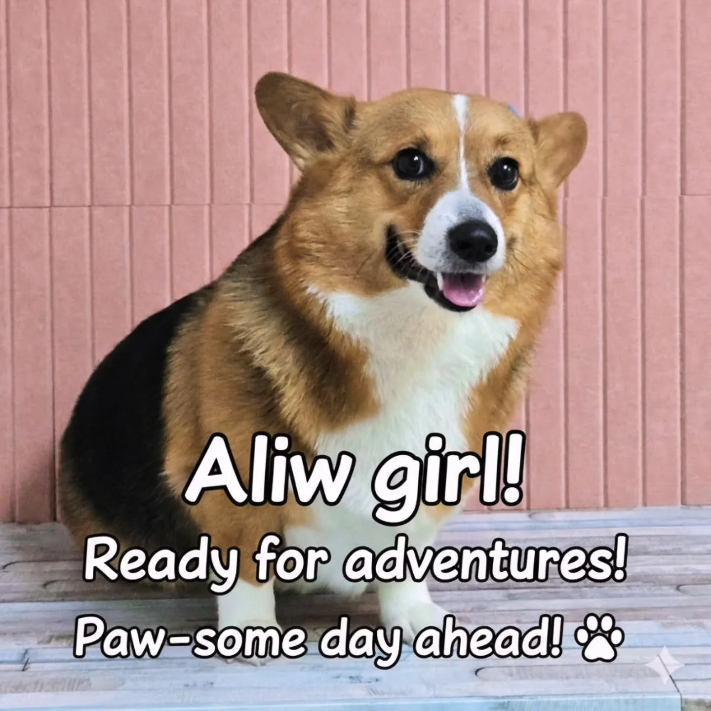 Aliw 🐾
Short legs, big personality.
Smiling through life.