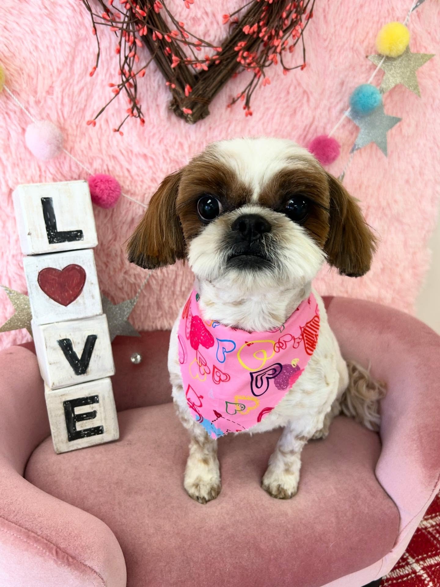 💕🐾Alfie the cutest mighty ShihTzu ever! Small with big personality 🤗🥰

#Shihtzu #shihtzulover #CuteDog #TorranceGroomer #LAgroomer