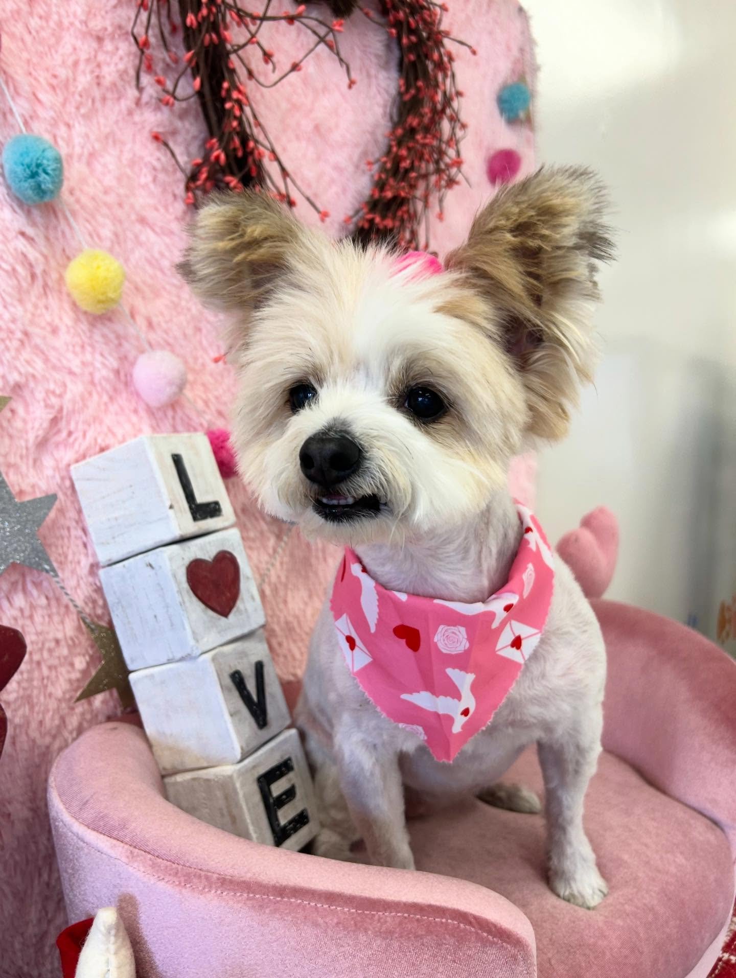 🎀✨We love Bubbles fluffy face🥰

#FluffyFace #Customizedgrooming #CuteDog #TorranceGroomer #LAGroomer