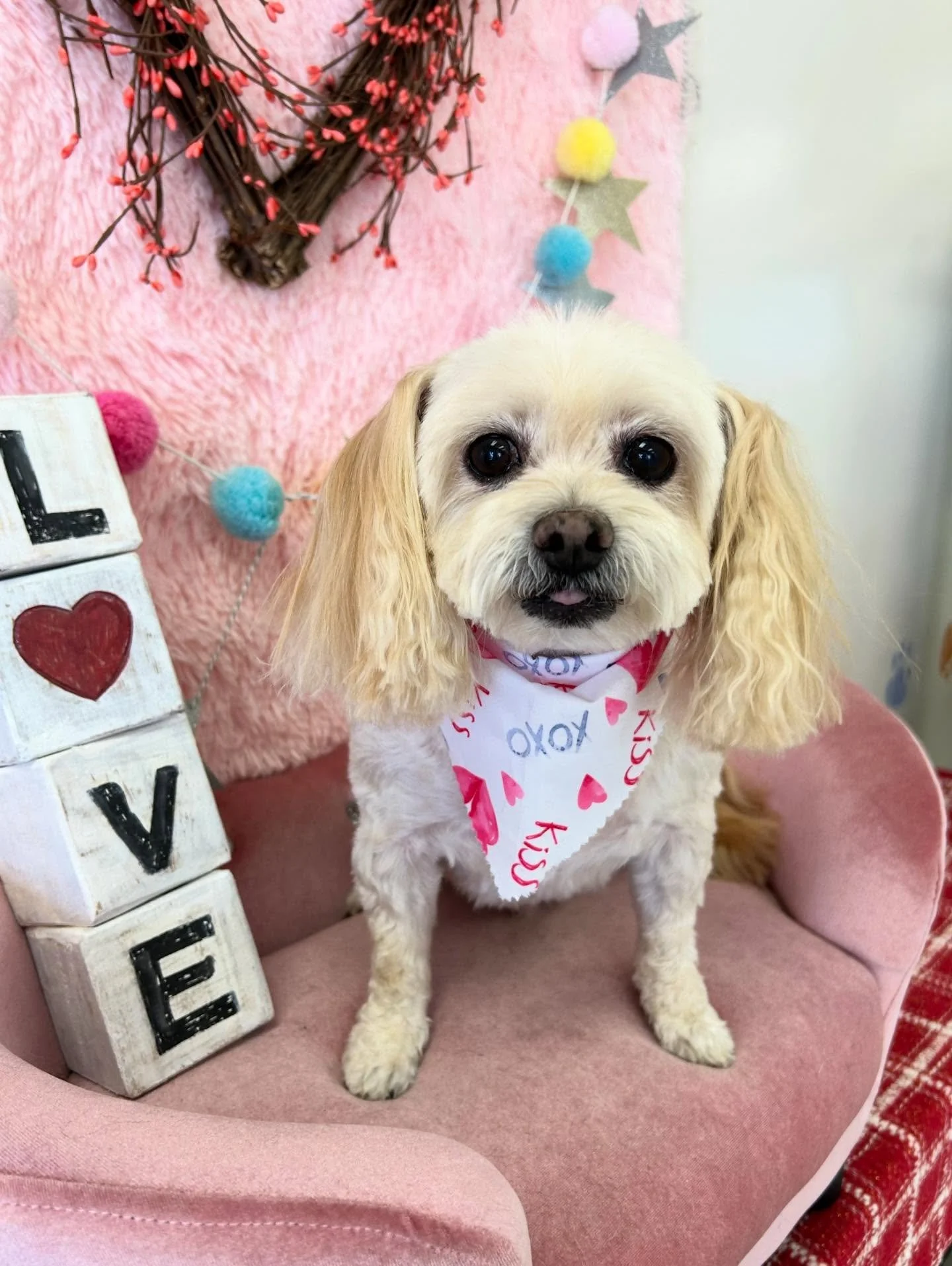 🎀✨Maeuk is so sweet and cute!🤗🥰

#TerrierMix #CuteDog #Grooming #TorranceGroomer #LAGroomer