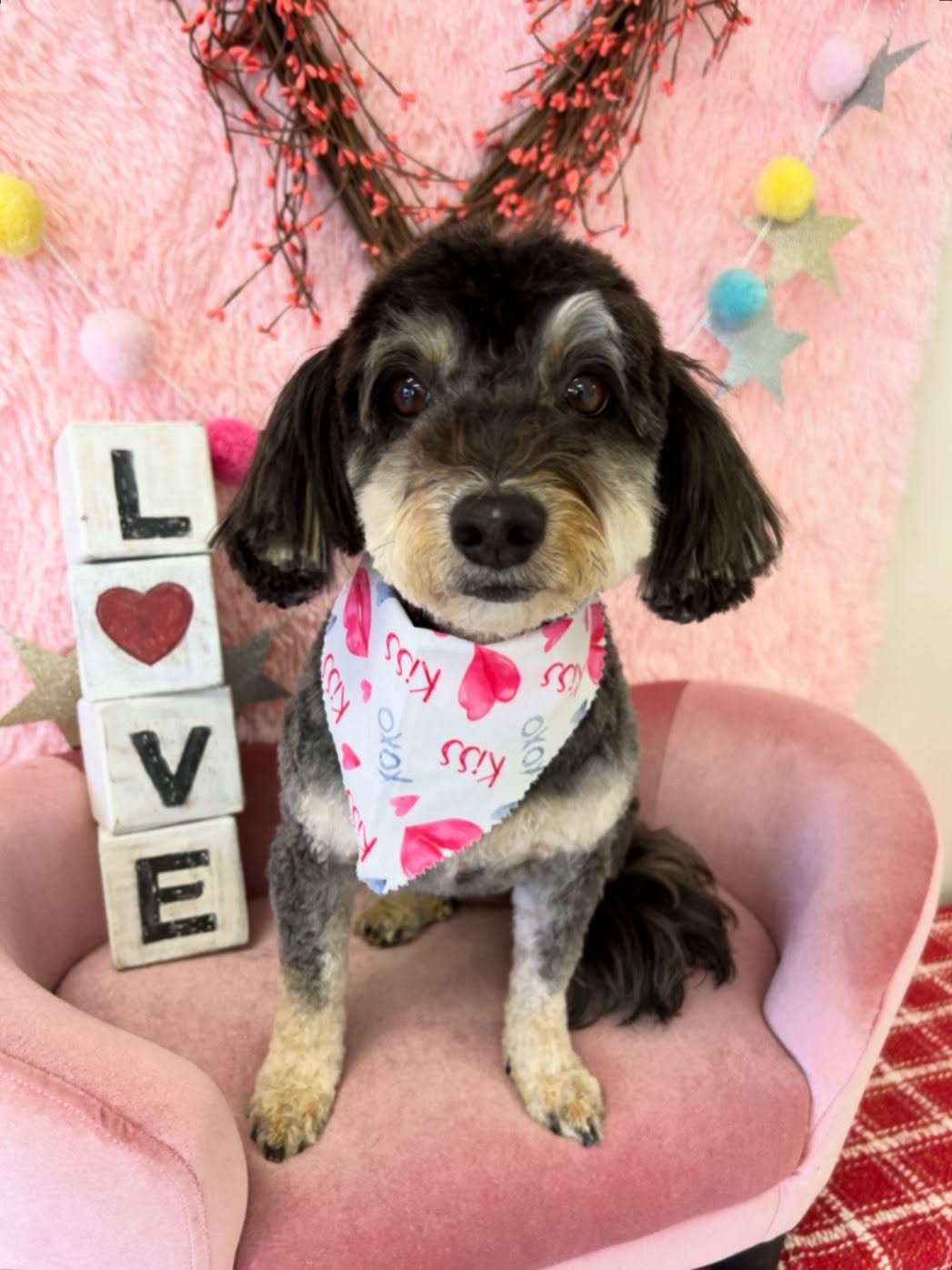 🎀🐾 Rita is too adorable ❤️

#cockapoo #cockapoolove #CuteDog  #TorranceGroomer #LAGroomer