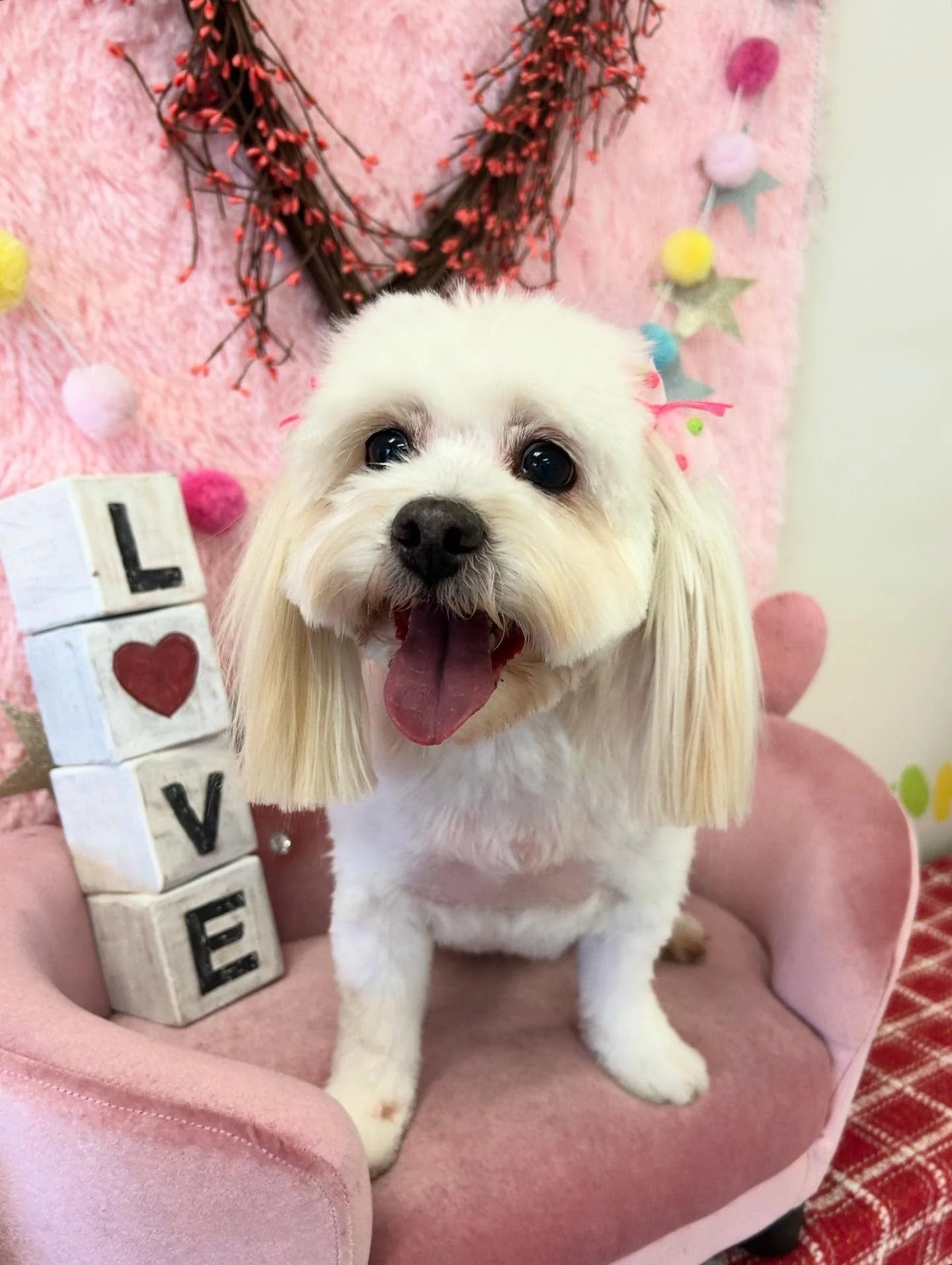 🎀✨Marley is one happy dog after grooming. She is always looking sweet 😘

#Havanese #WhiteDog #SweetDog #TorranceGroomer #LAGroomer