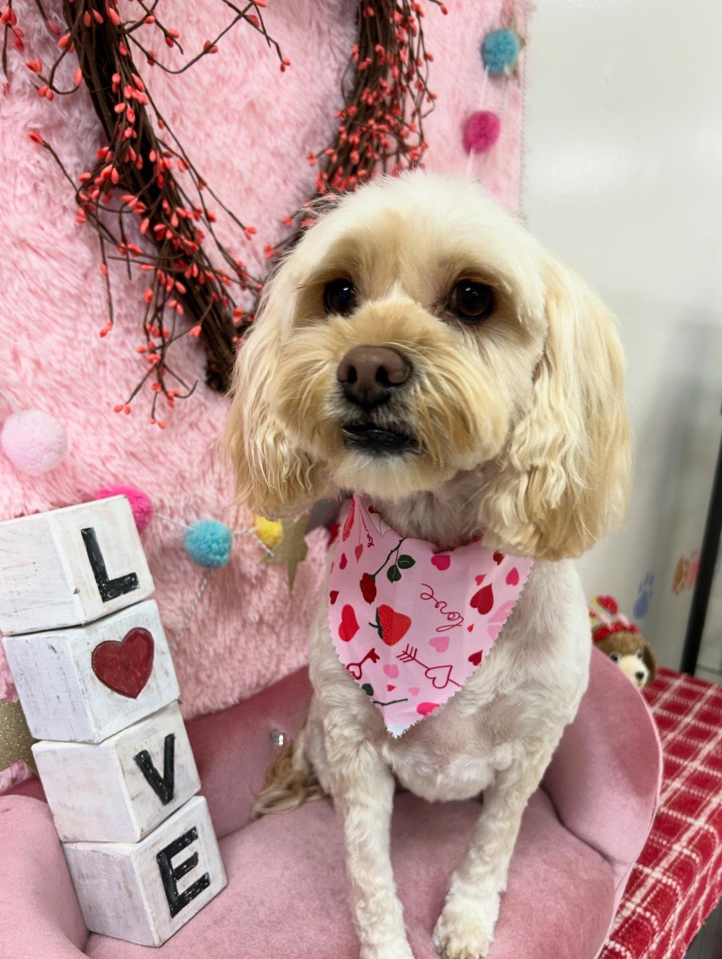 💕🐾Precious Bella is so pretty after grooming 🎀😍

#maltipoo #SweetDog #CuteDog #TorranceGroomer #LAGroomer