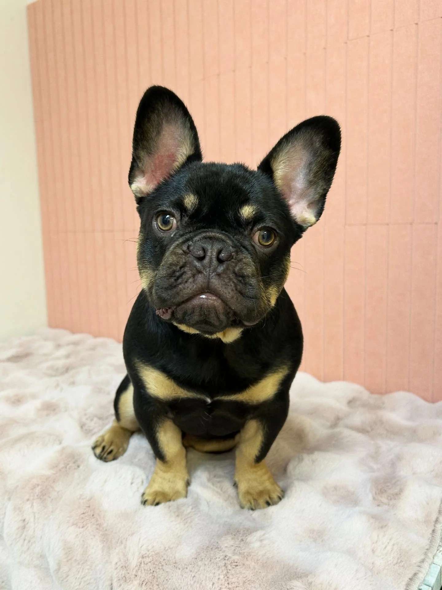 💙🐾 Meet the cute Frenchie Chevy. This frenchy pup is stealing everyone&rsquo;s heart today 🤗

#Frenchie #frenchbulldog #puppylove #TorranceGroomer #LAGroomer