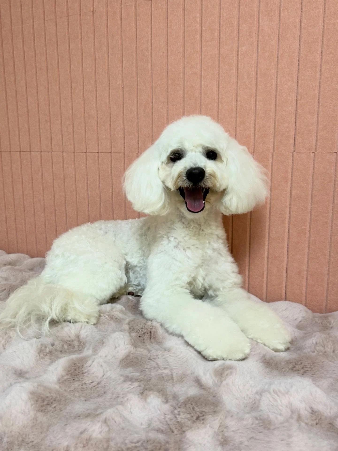 💕🐾 Izzy is all fluffed up after her grooming session 😍

#CuteDog #Maltipoo #Fluffy #TorranceGroomer #LAGroomer