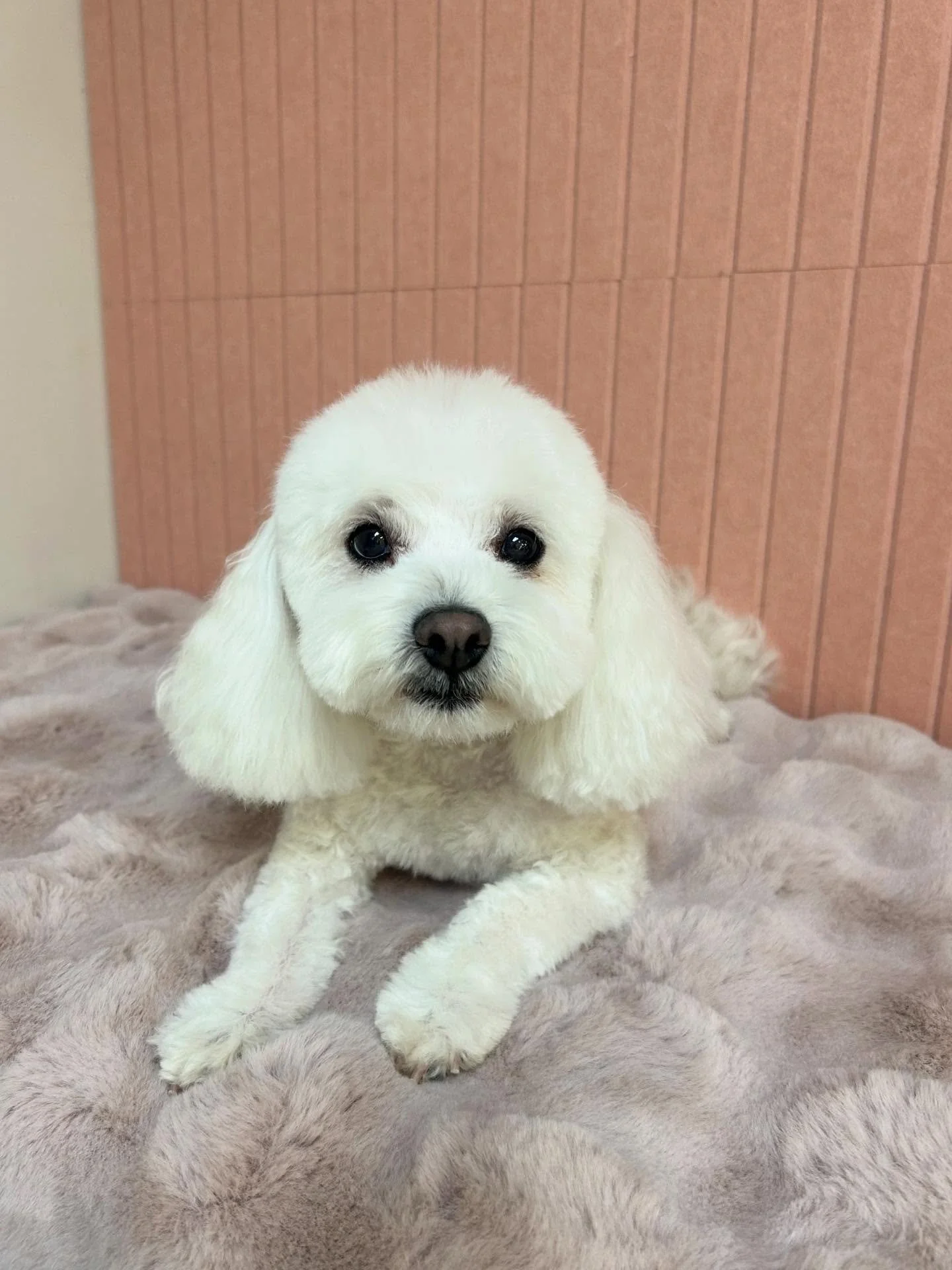 Cute fluff ball Obi after grooming session ❤️ So cute everyone loves Obi 🥰

#Maltipoo #CuteDog #FluffBall #LAGroomer #TorranceGroomer