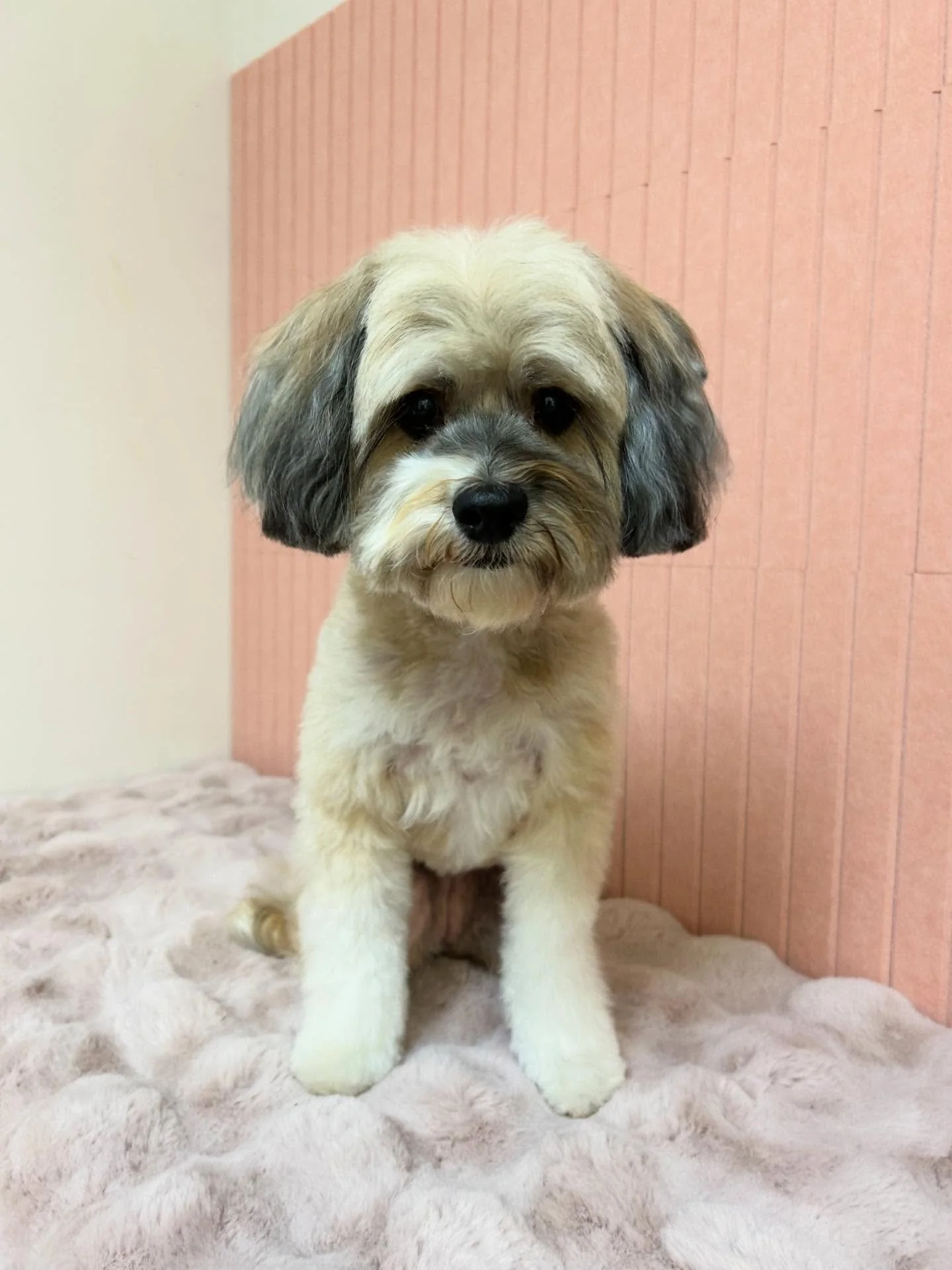💕🐾Willow is so pretty and fluffy after grooming session. She is so sweet and fun 🤩 

#CuteDog #FluffBall #Pretty #TorranceGroomer #LAGroomer